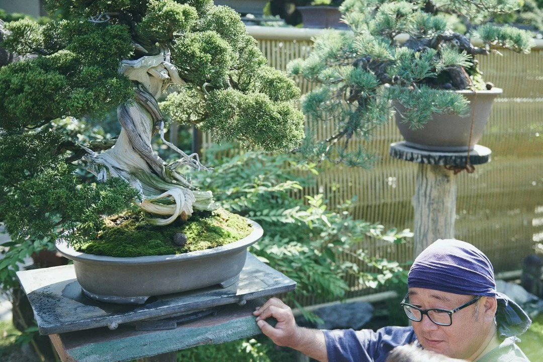 2-DeeperJapan_Tokyo_Bonsai_184.jpg