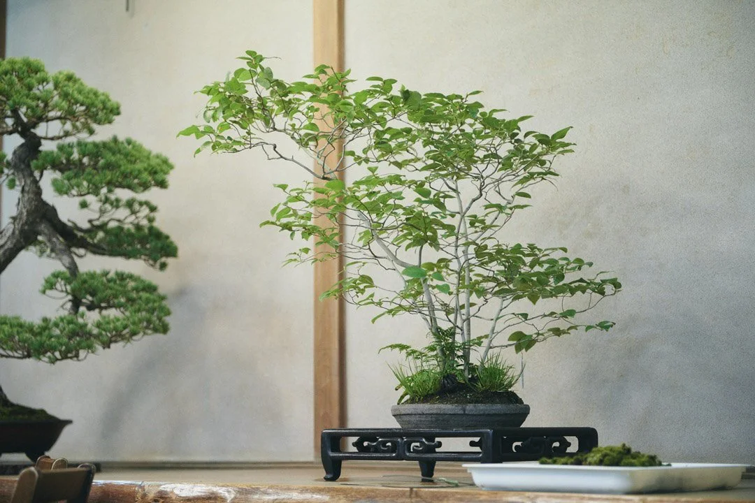 9-DeeperJapan_Tokyo_Bonsai_051.jpg