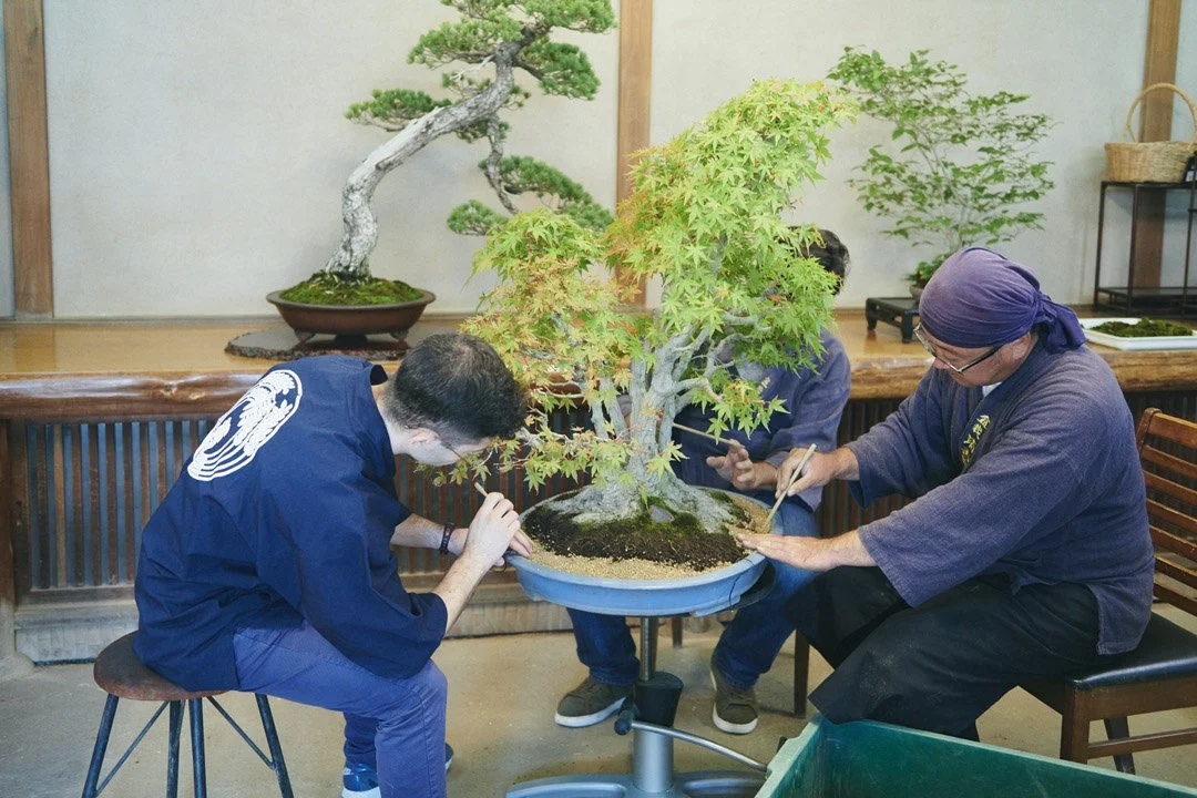 14-DeeperJapan_Tokyo_Bonsai_021.jpg