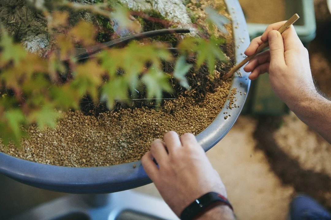 15-DeeperJapan_Tokyo_Bonsai_018.jpg