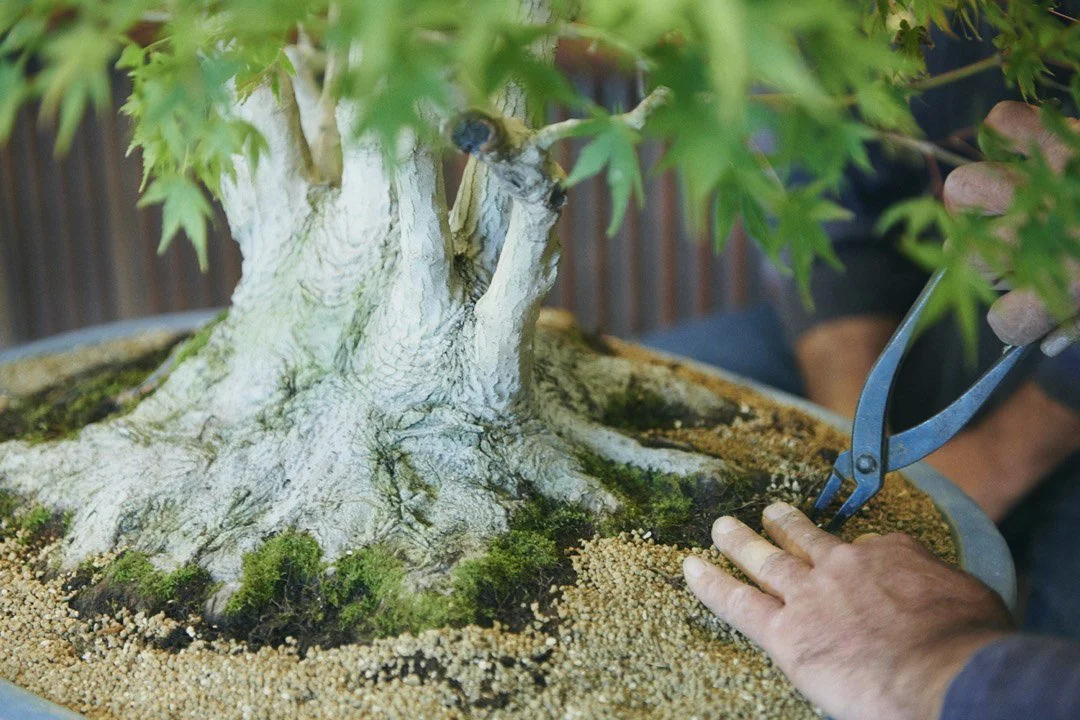 16-DeeperJapan_Tokyo_Bonsai_011.jpg