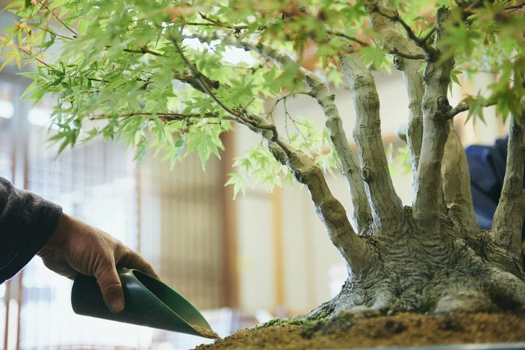 17-DeeperJapan_Tokyo_Bonsai_009.jpg