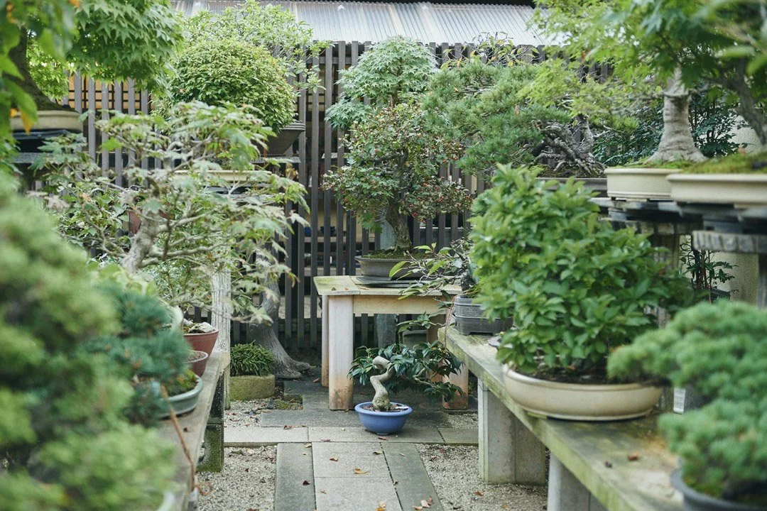 22-DeeperJapan_Tokyo_Bonsai_135.jpg