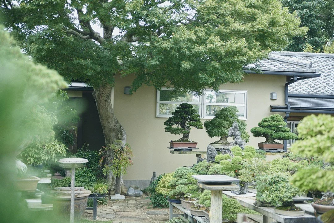 23-DeeperJapan_Tokyo_Bonsai_131.jpg
