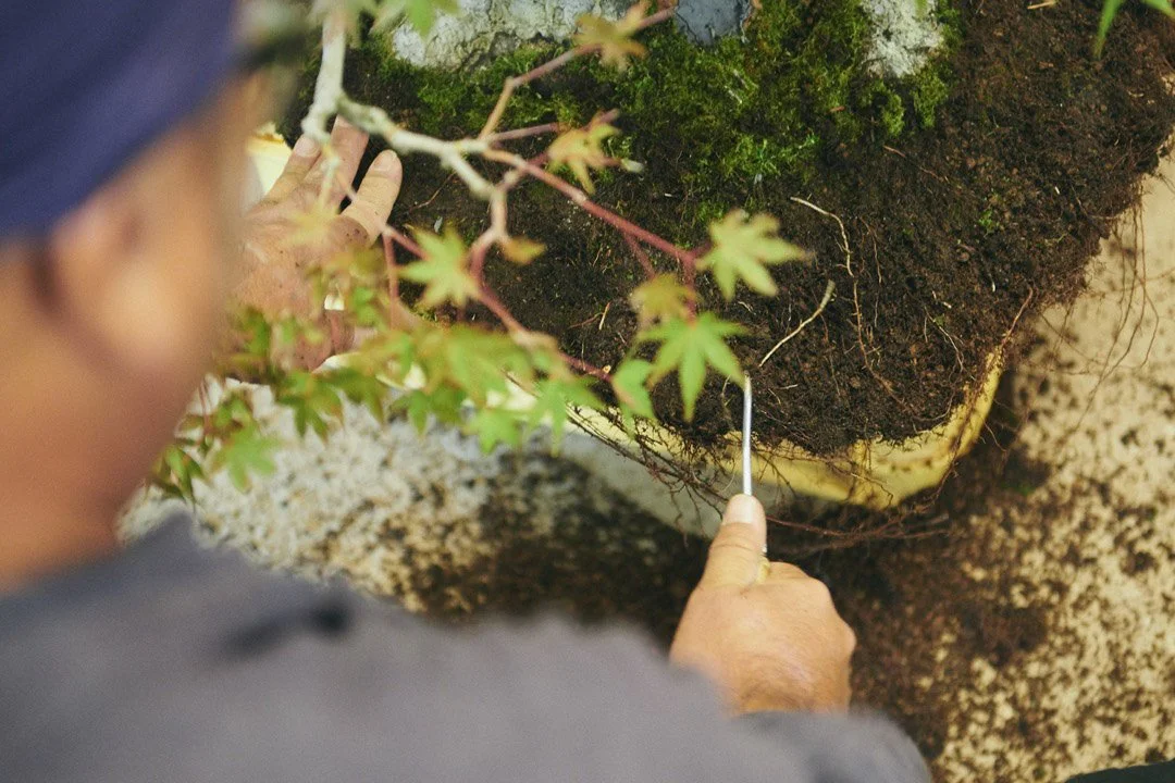 6-DeeperJapan_Tokyo_Bonsai_097.jpg