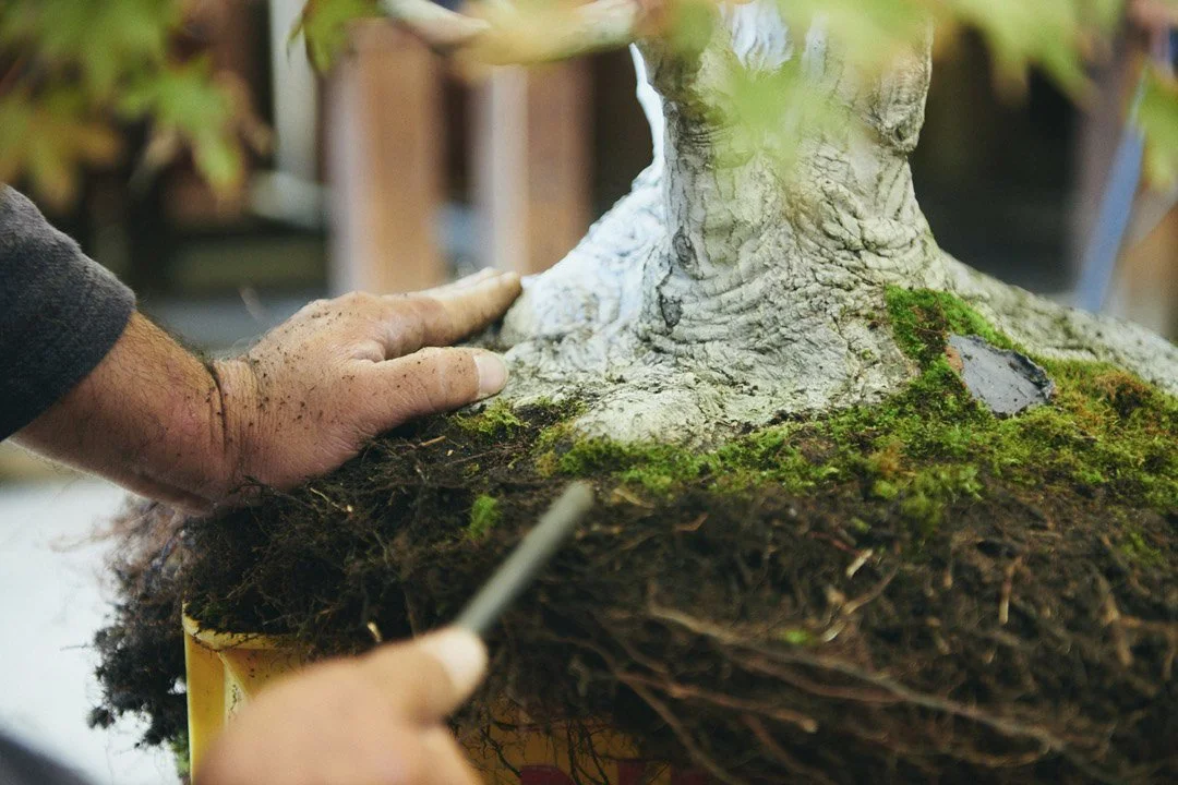 7-DeeperJapan_Tokyo_Bonsai_065.jpg