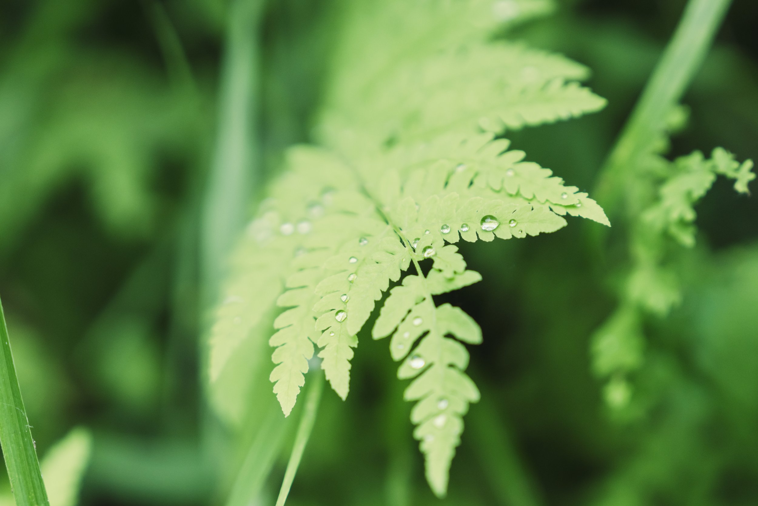 Sapporo_Nature Guide Utonai_073.jpg