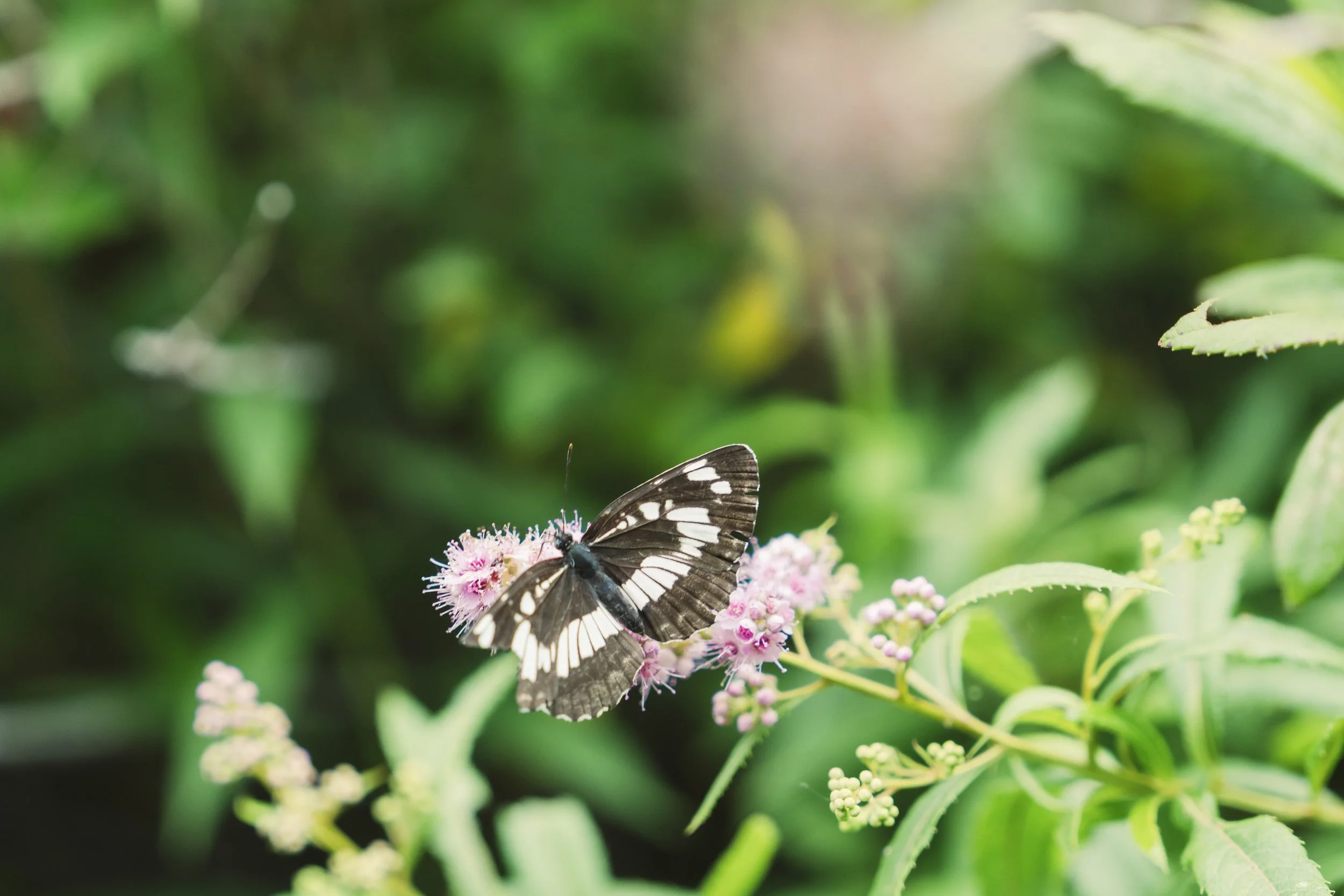 Sapporo_Nature Guide Utonai_076.jpg