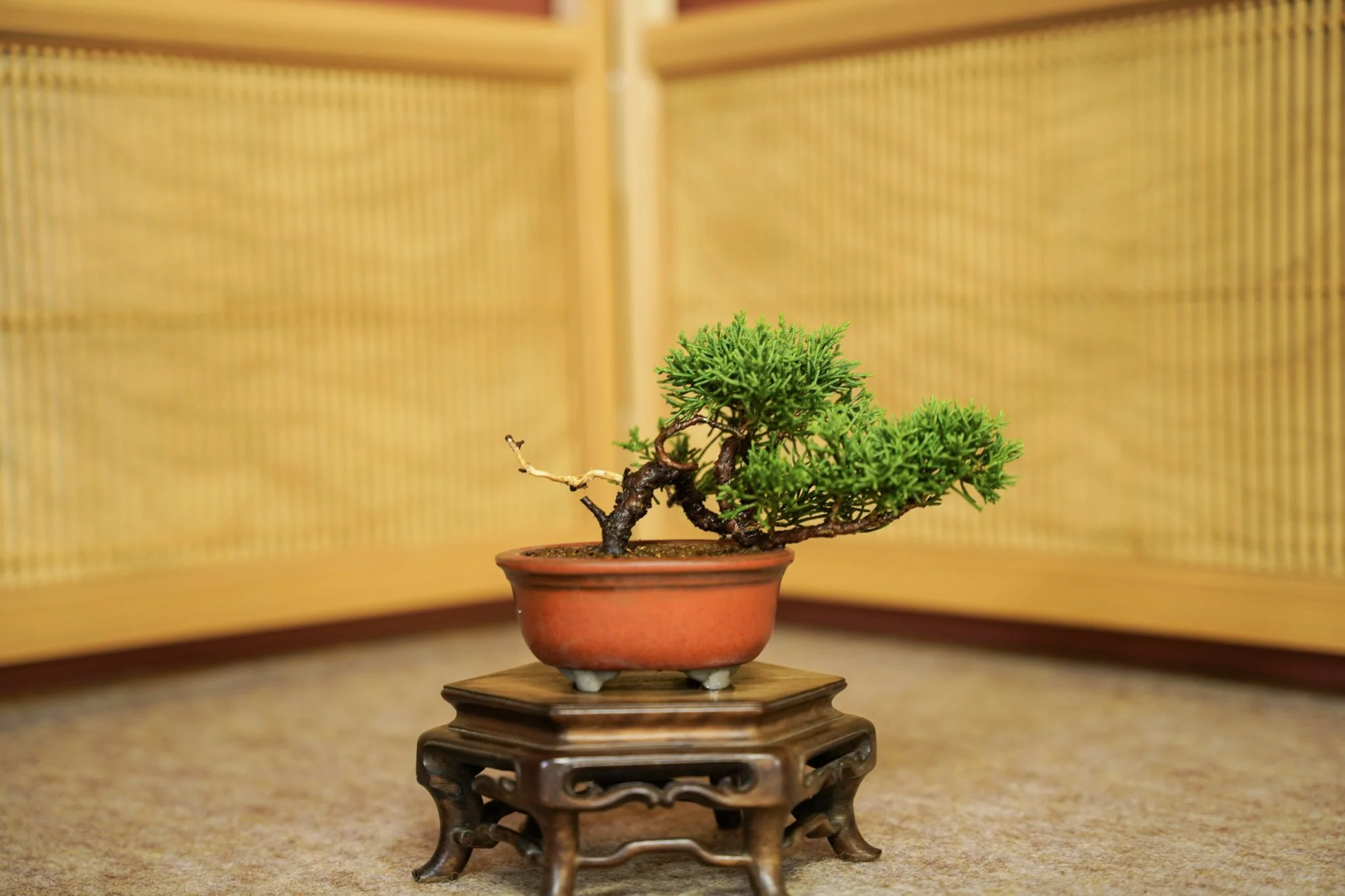 9-Toju-en_059.jpg