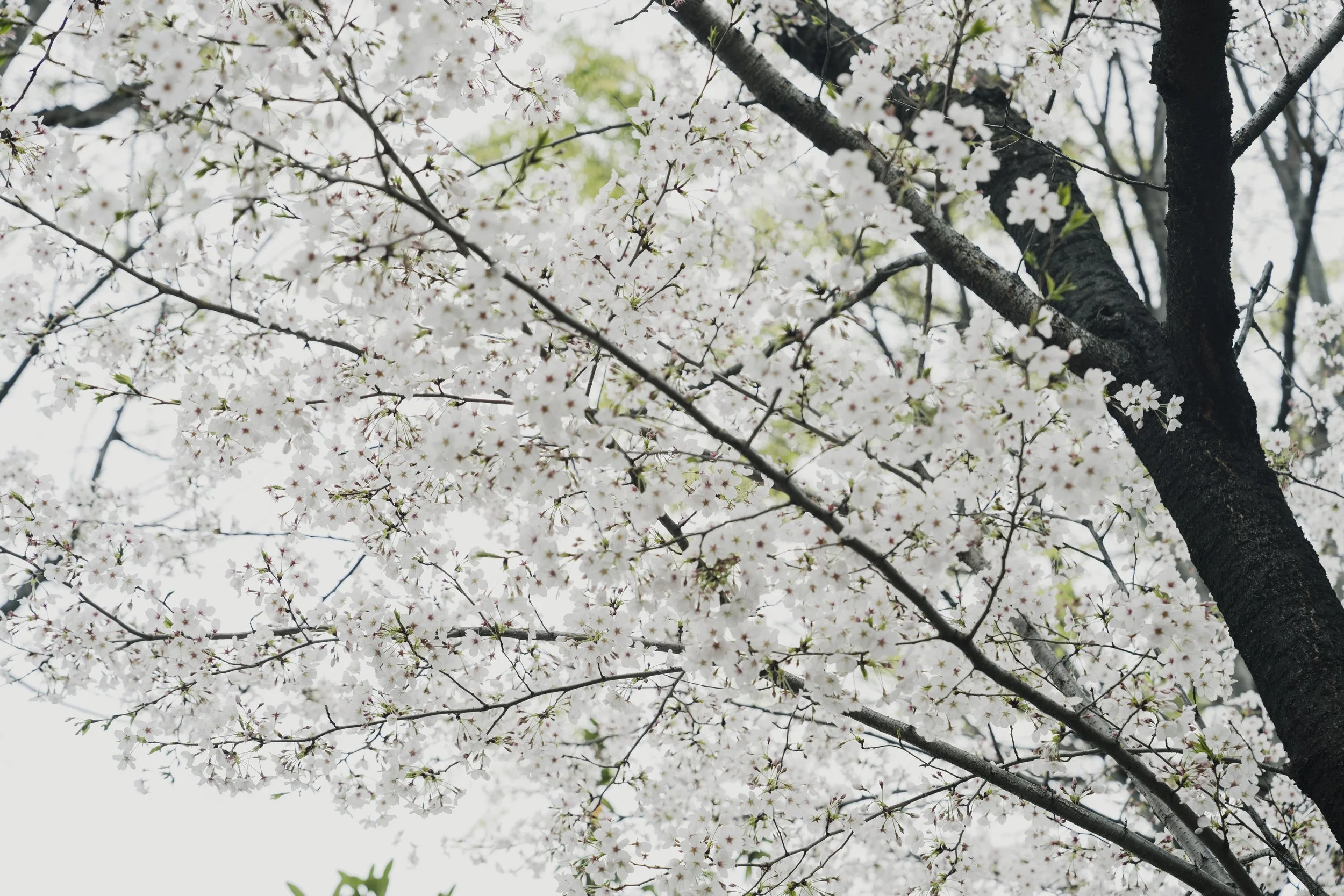 16-Tokyo_Zazen_044.jpg