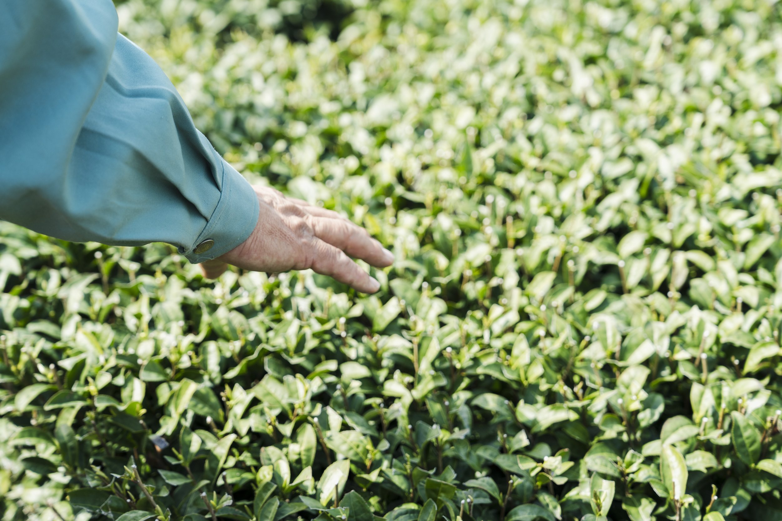 4-Kagoshima_Kirishima Tea Fields + Tasting_022.jpg