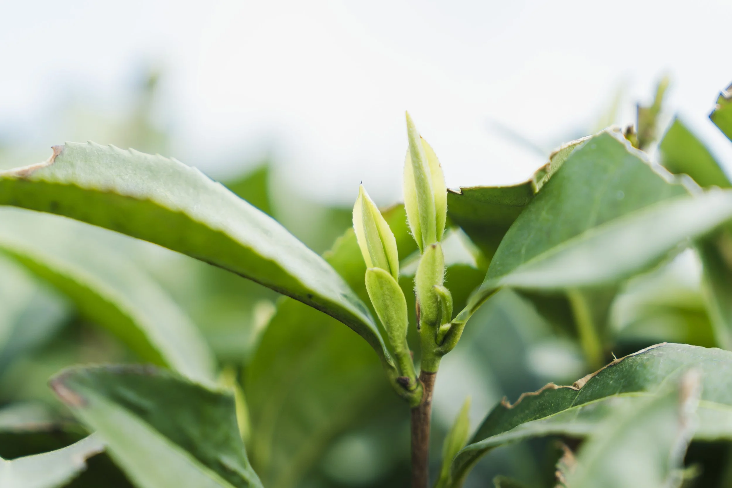 10-Kagoshima_Kirishima Tea Fields + Tasting_075.jpg