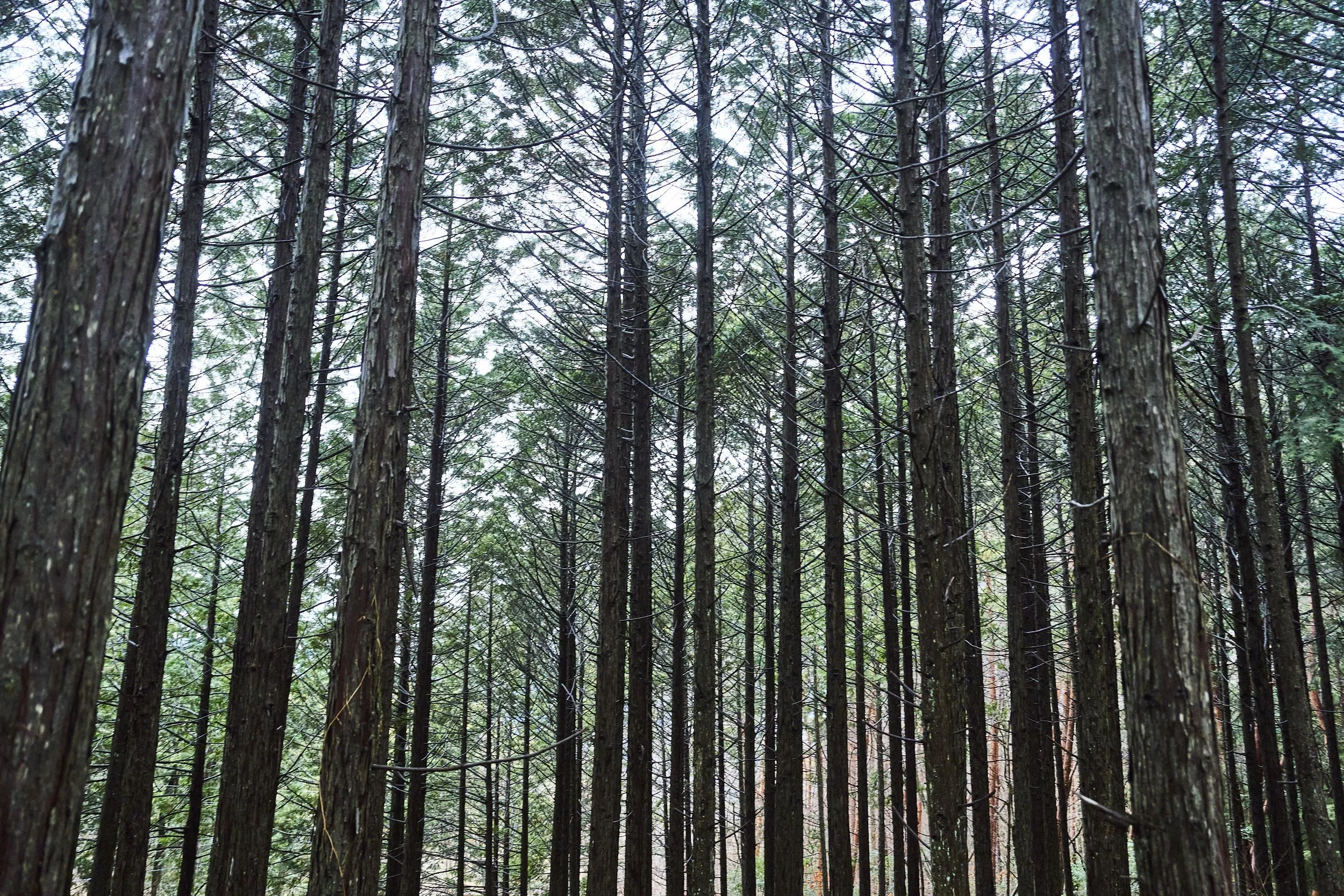 22-Nagano_Wood store_110.jpg