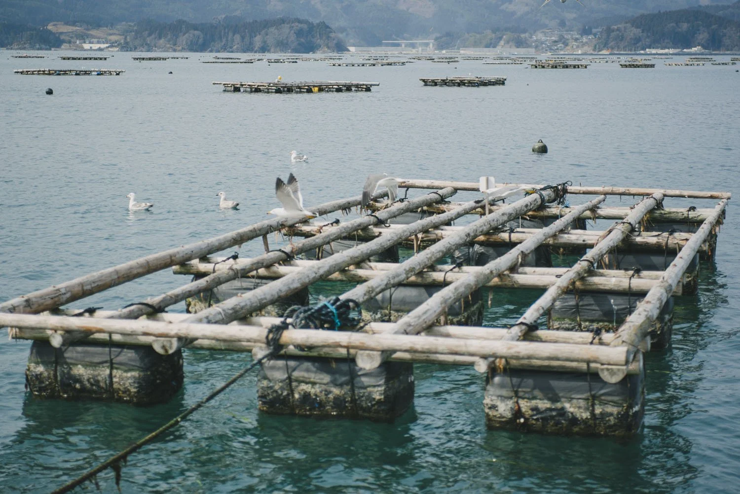 13-iwate_rikuzentaka_kaki_096.jpg