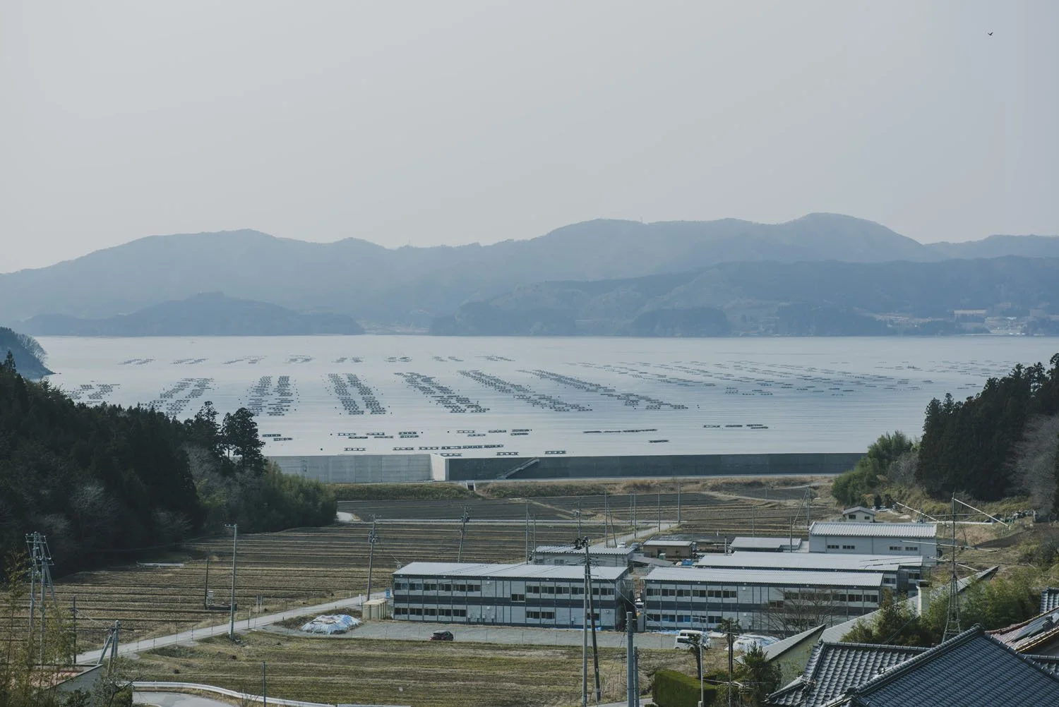 14-iwate_rikuzentaka_kaki_110.jpg