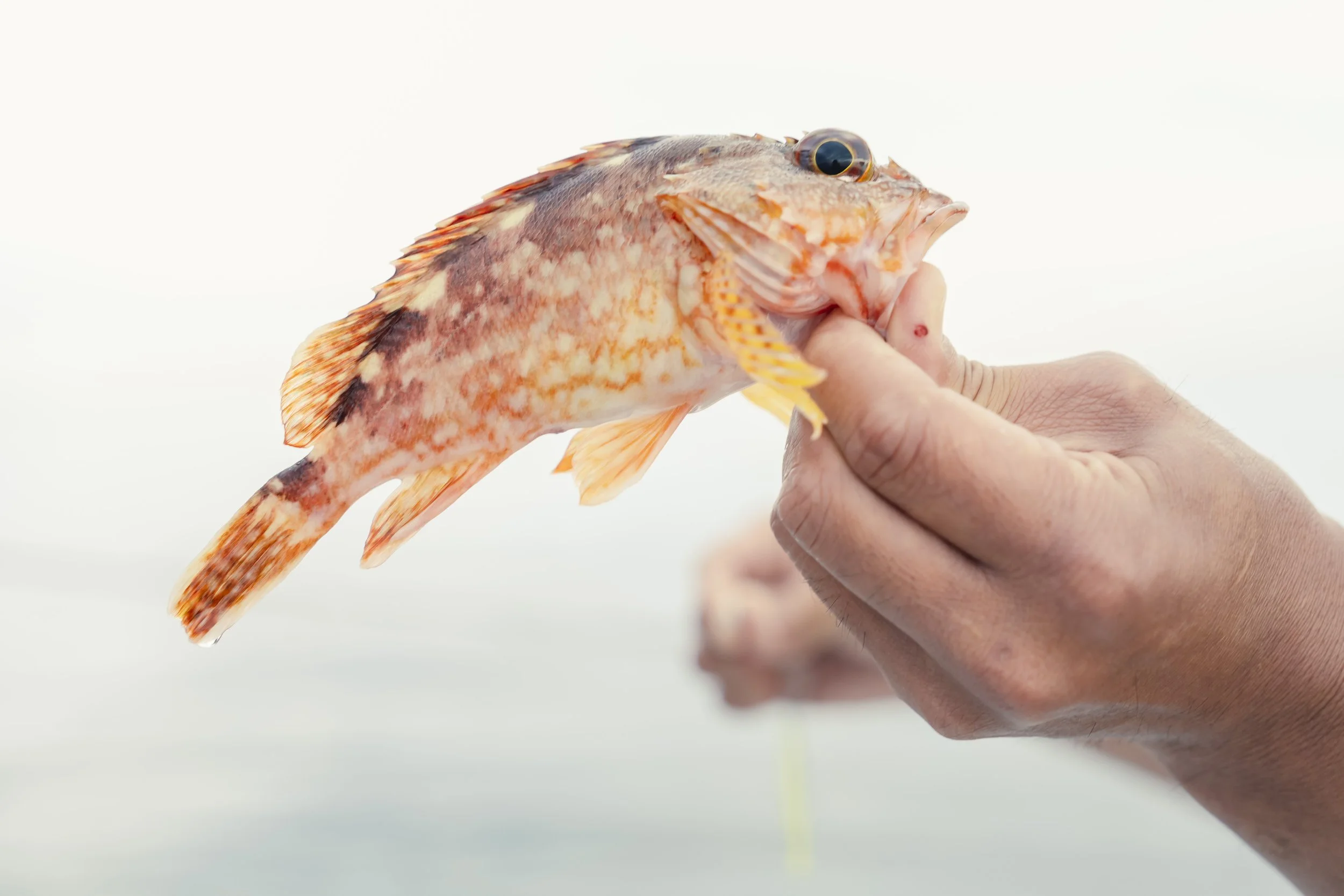 11-Fukuoka_Fishing_077.jpg
