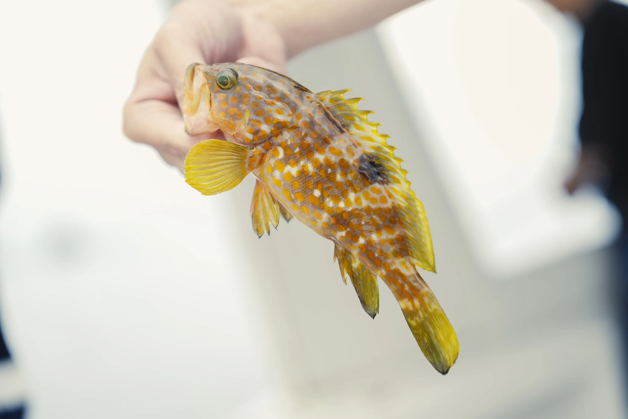 12-Fukuoka_Fishing_094.jpg