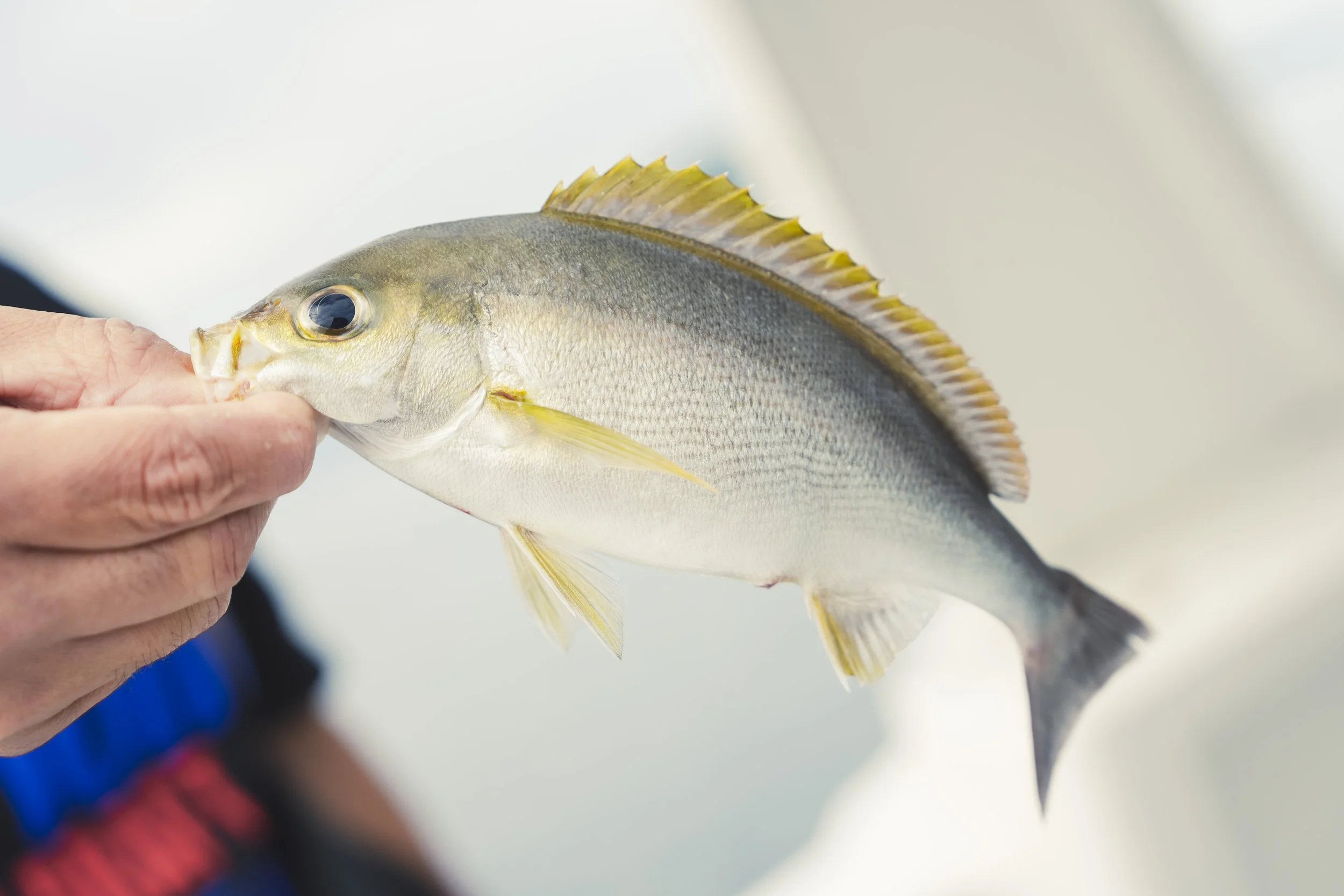 15-Fukuoka_Fishing_126.jpg