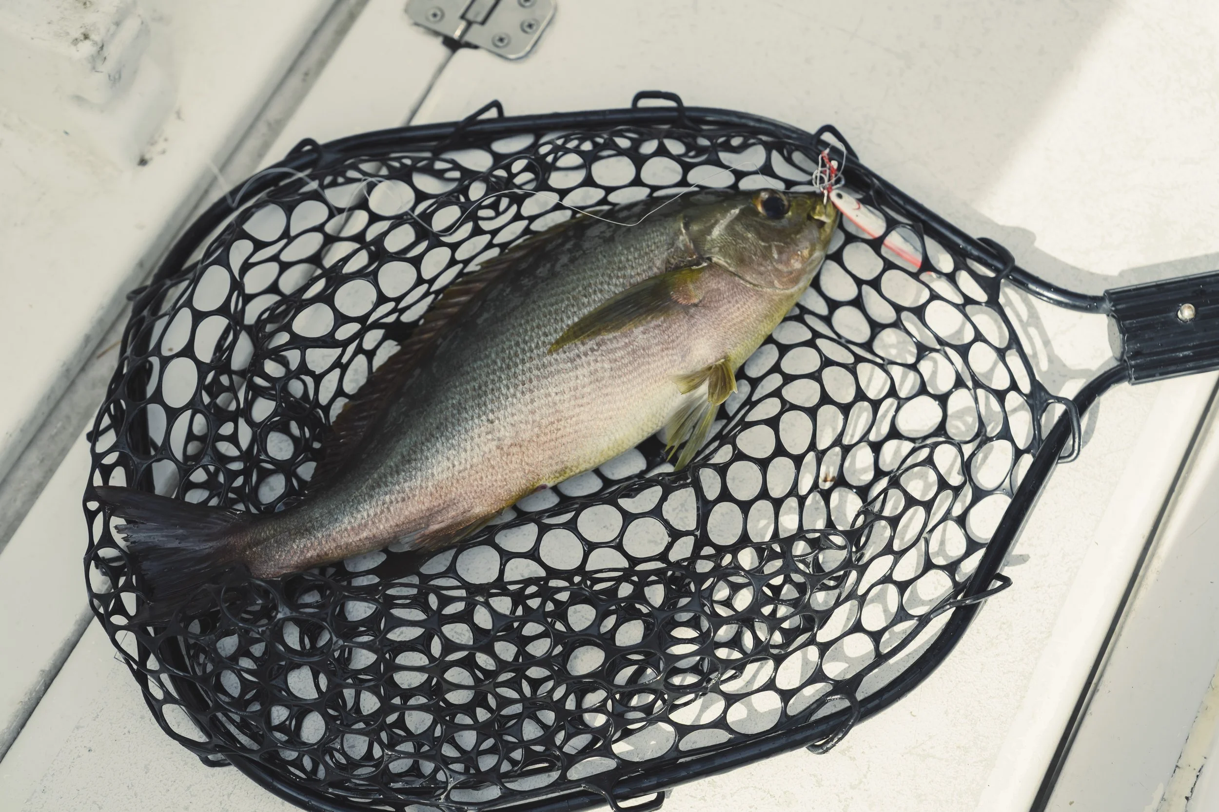 17-Fukuoka_Fishing_137.jpg