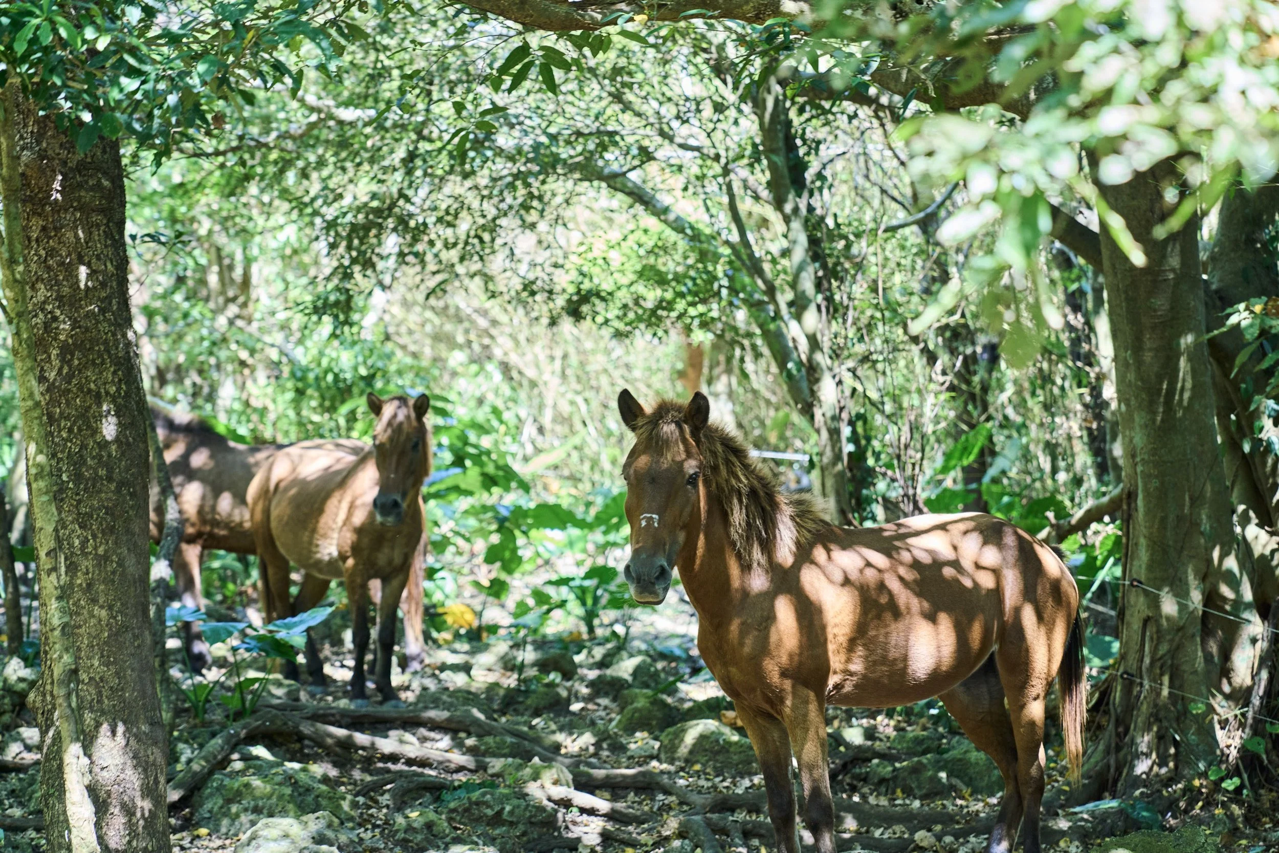 20-OKINAWA_HorseFarm_Umikaze_2560px_218.jpg