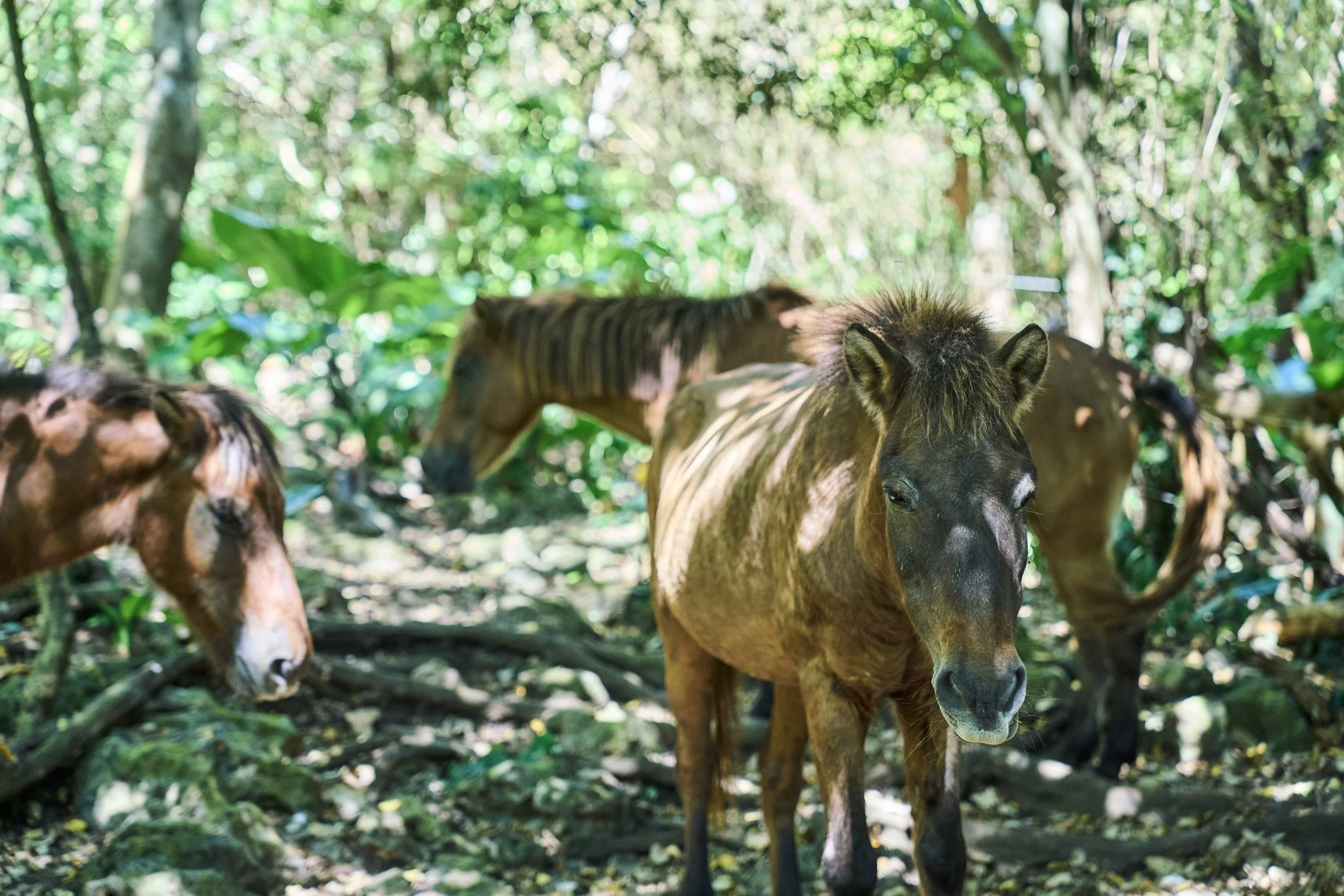 25-OKINAWA_HorseFarm_Umikaze_2560px_277.jpg