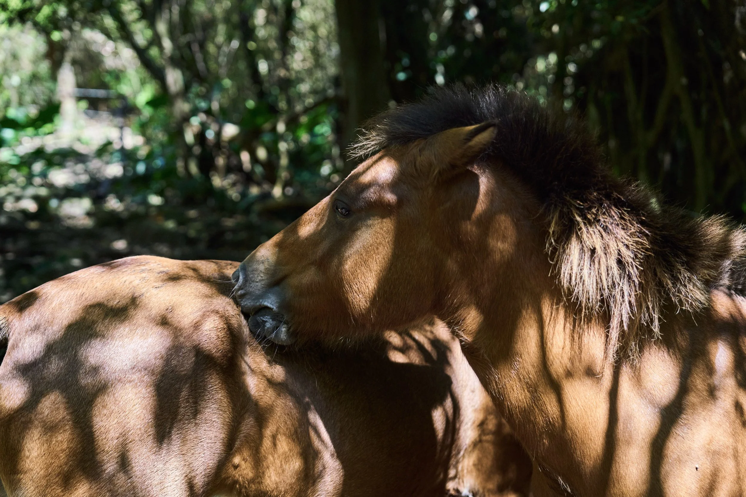 27-OKINAWA_HorseFarm_Umikaze_2560px_296.jpg