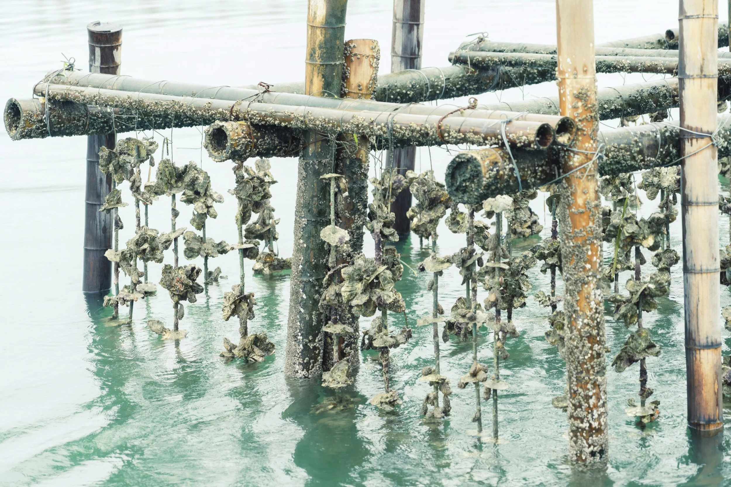 6-HIROSHIMA_OysterFarming_KanedaSuisan_2560px_023.jpg