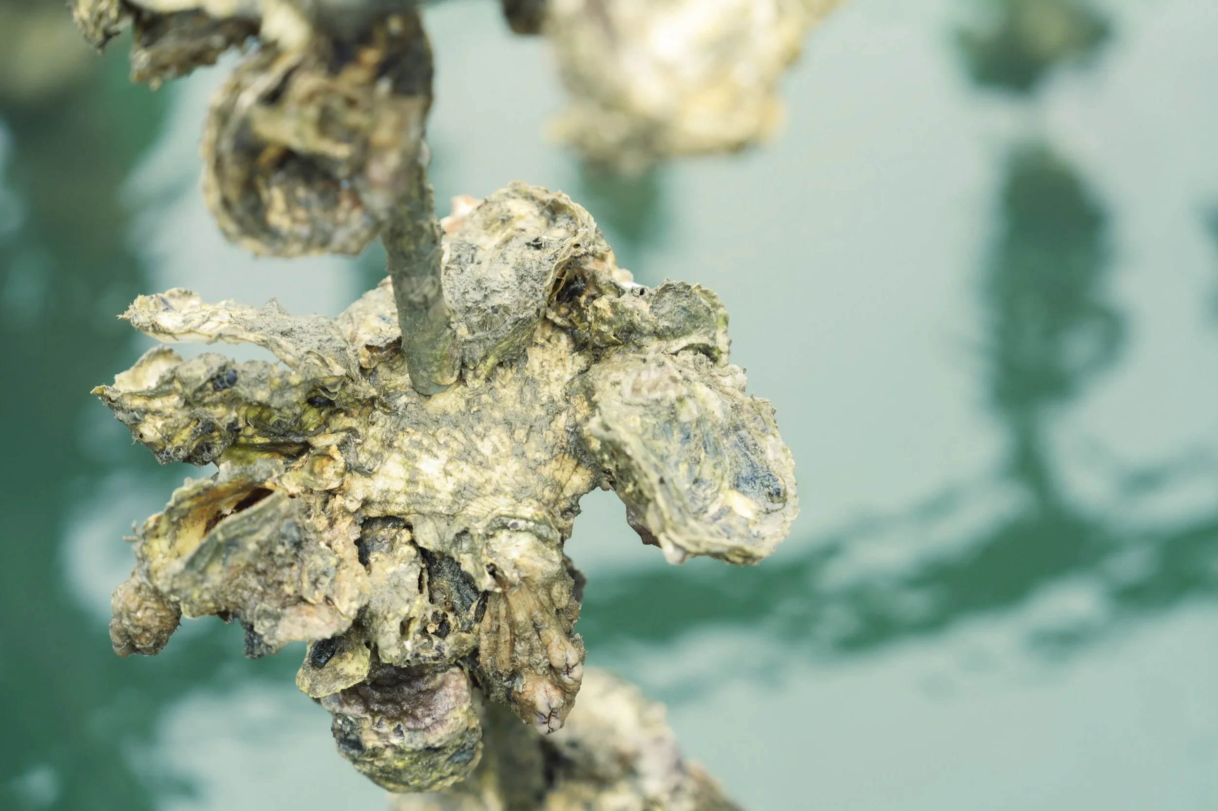 13-HIROSHIMA_OysterFarming_KanedaSuisan_2560px_057.jpg