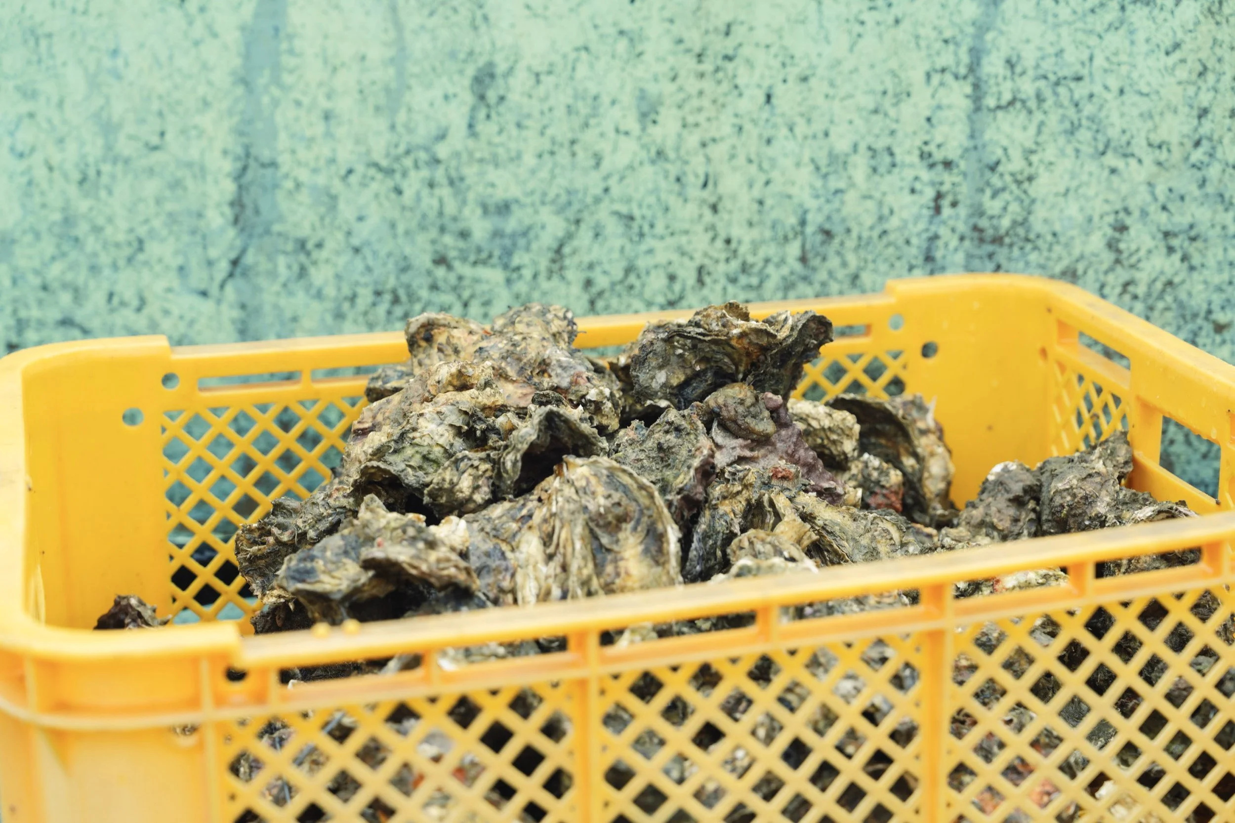 14-HIROSHIMA_OysterFarming_KanedaSuisan_2560px_062.jpg