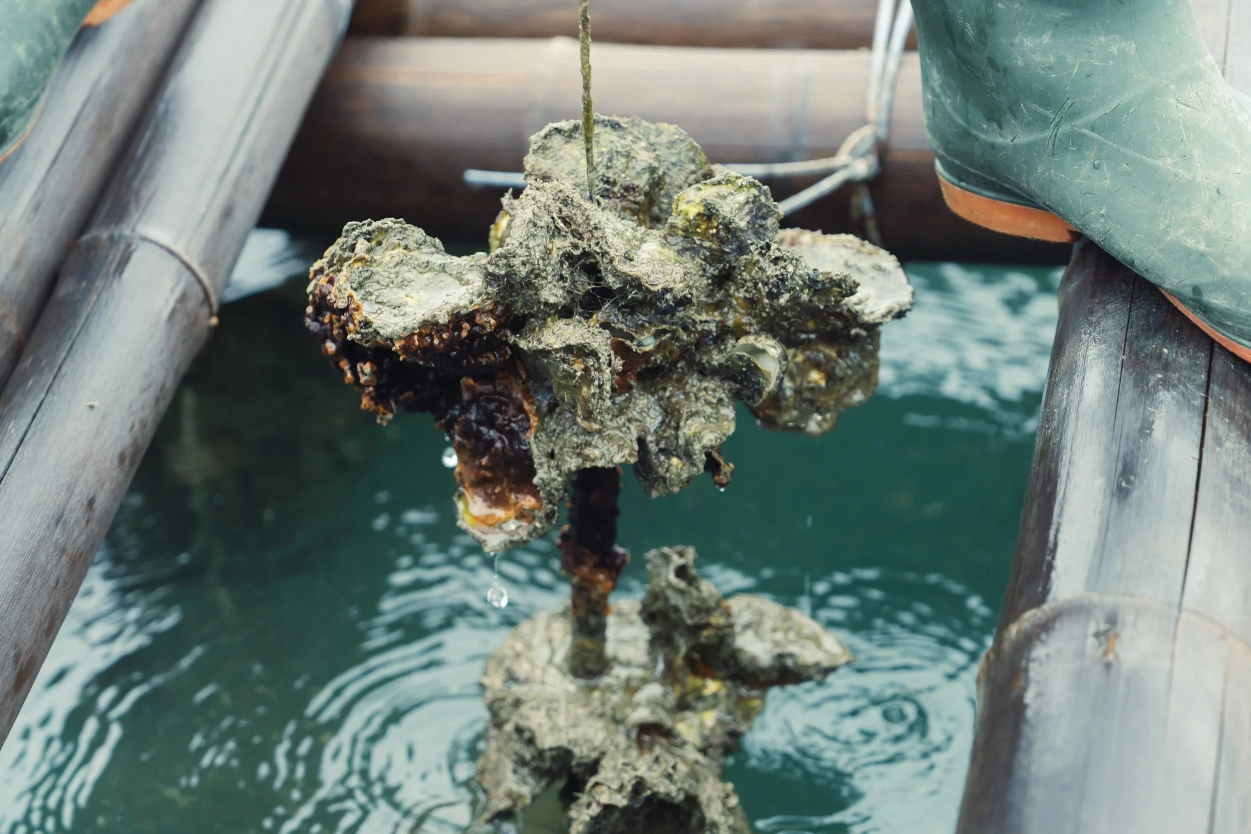 23-HIROSHIMA_OysterFarming_KanedaSuisan_2560px_093.jpg