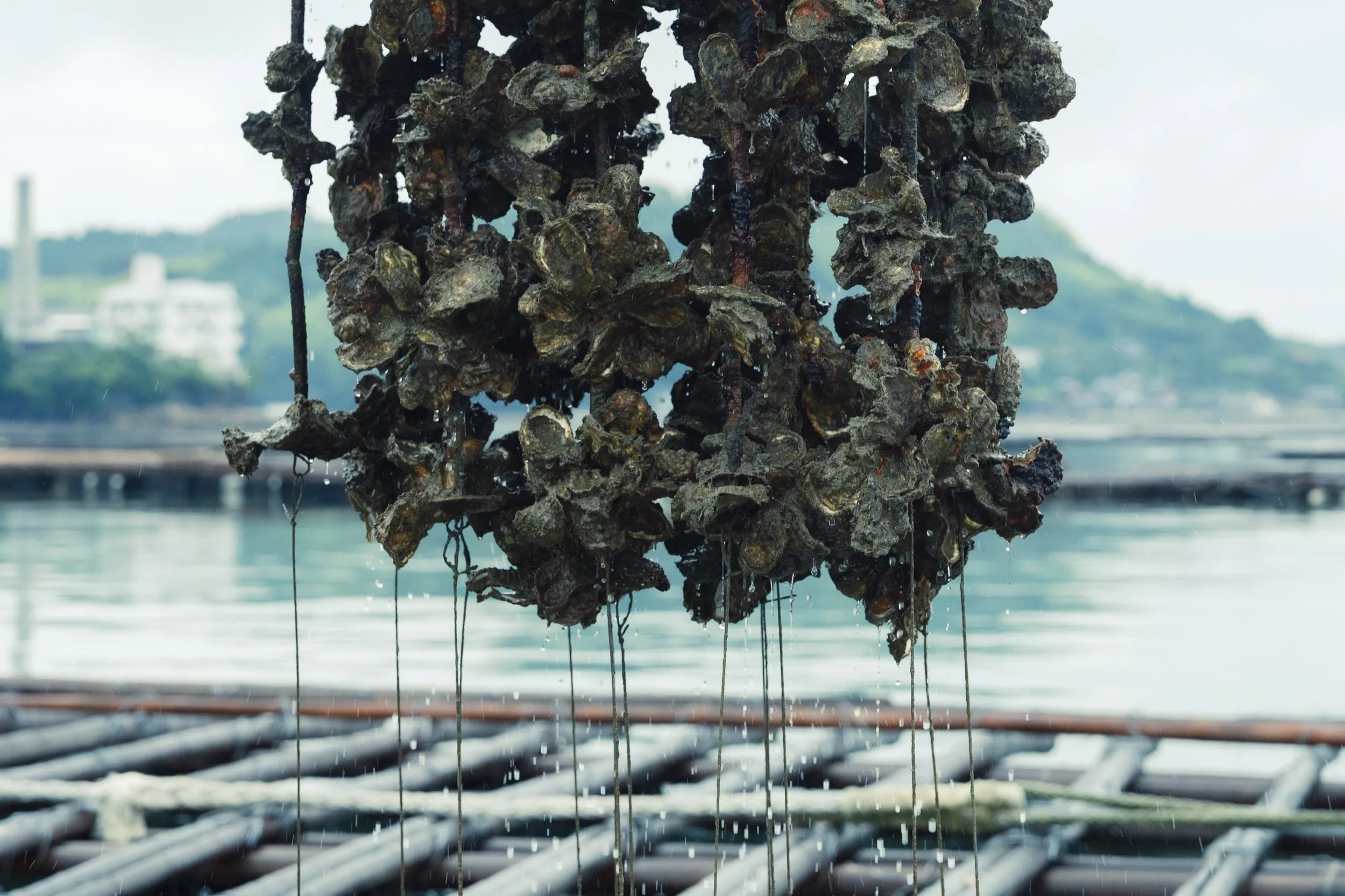 26-HIROSHIMA_OysterFarming_KanedaSuisan_2560px_110.jpg