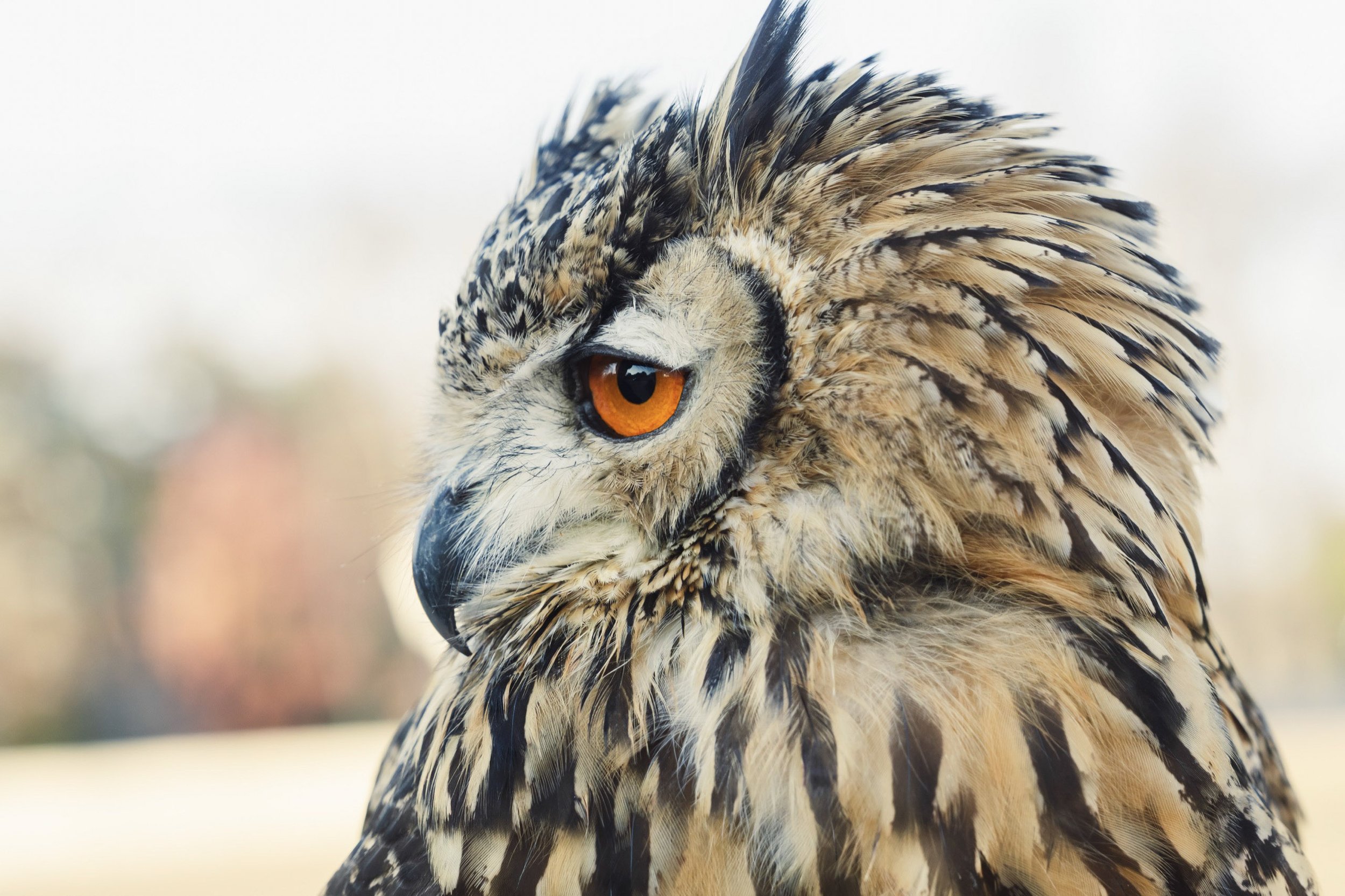 1-KANAZAWA_Falconry_Takamaru_2560px_010.jpg