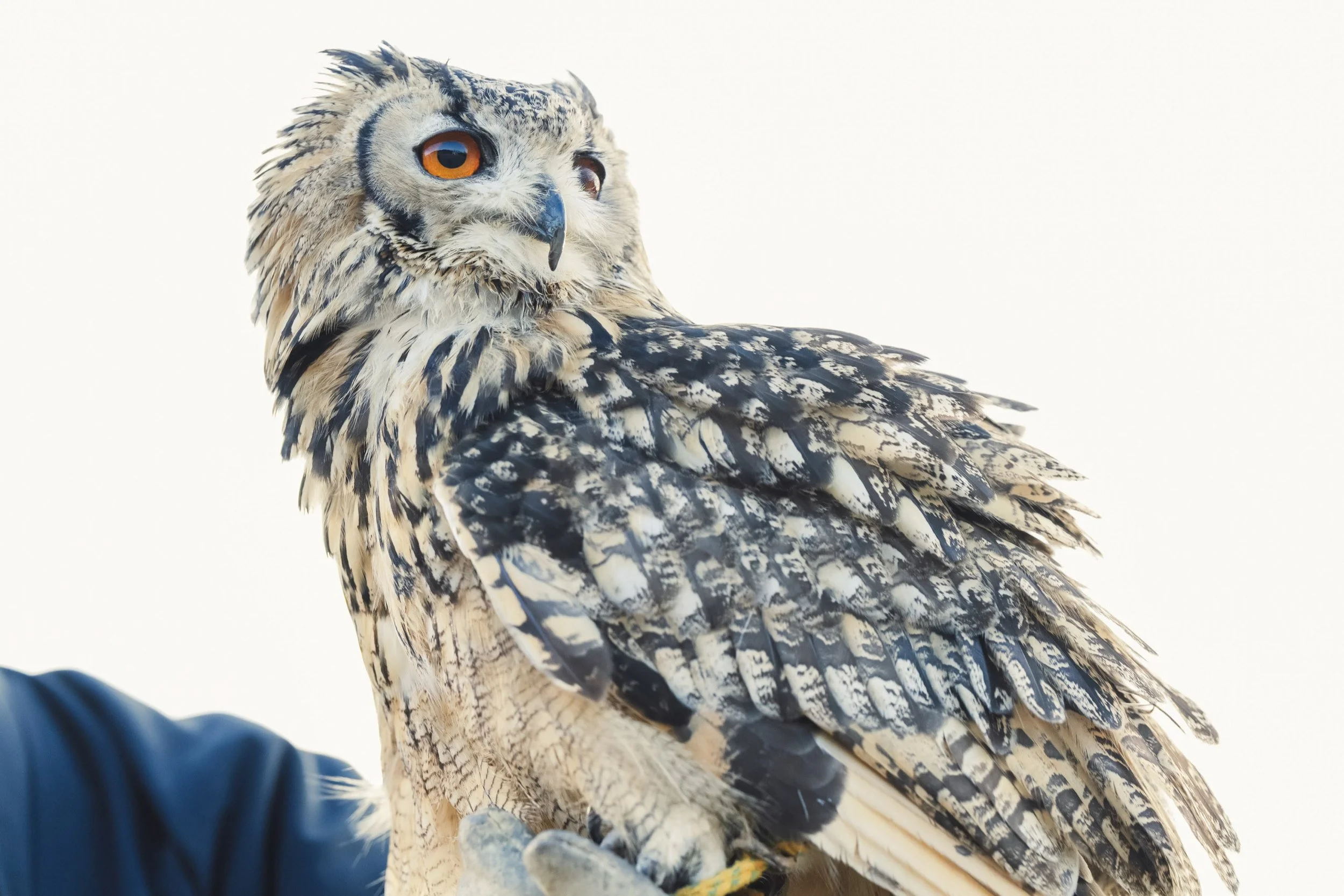 6-KANAZAWA_Falconry_Takamaru_2560px_039.jpg