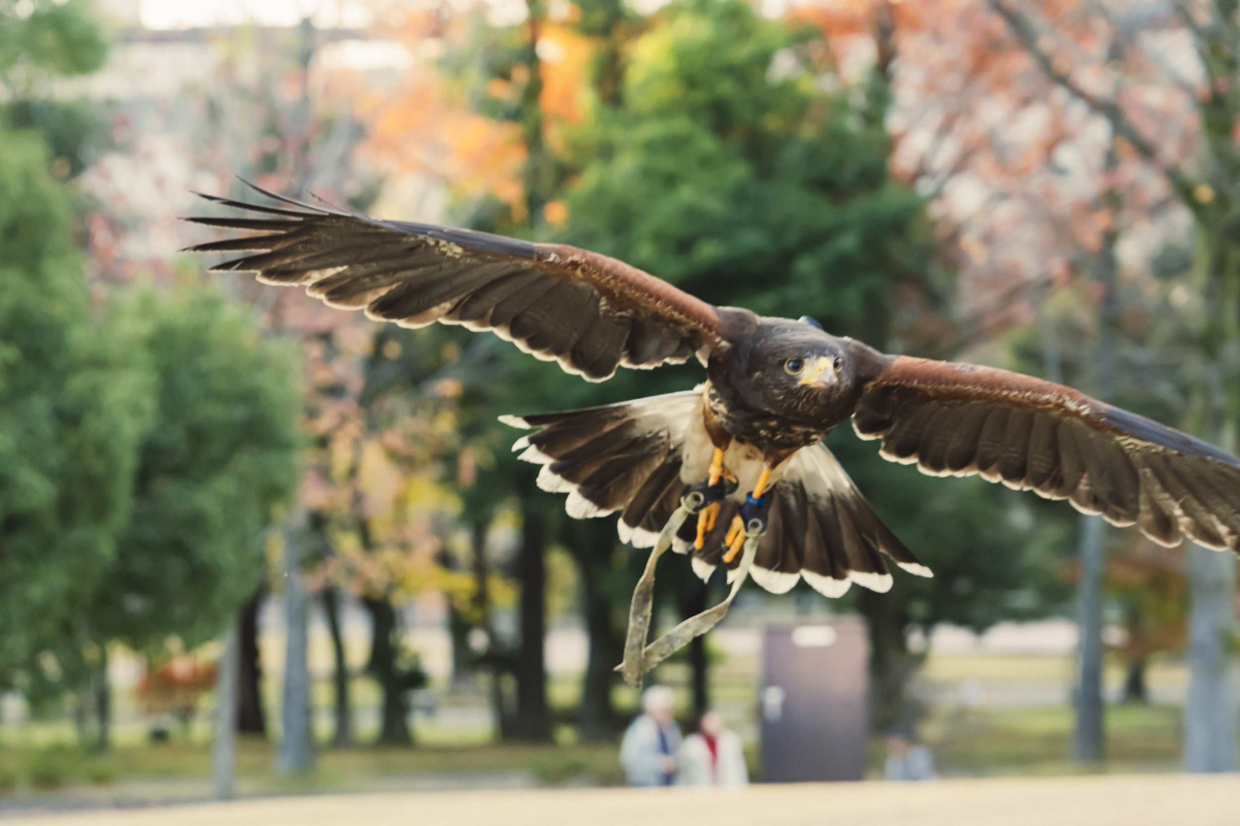 12-KANAZAWA_Falconry_Takamaru_2560px_122.jpg