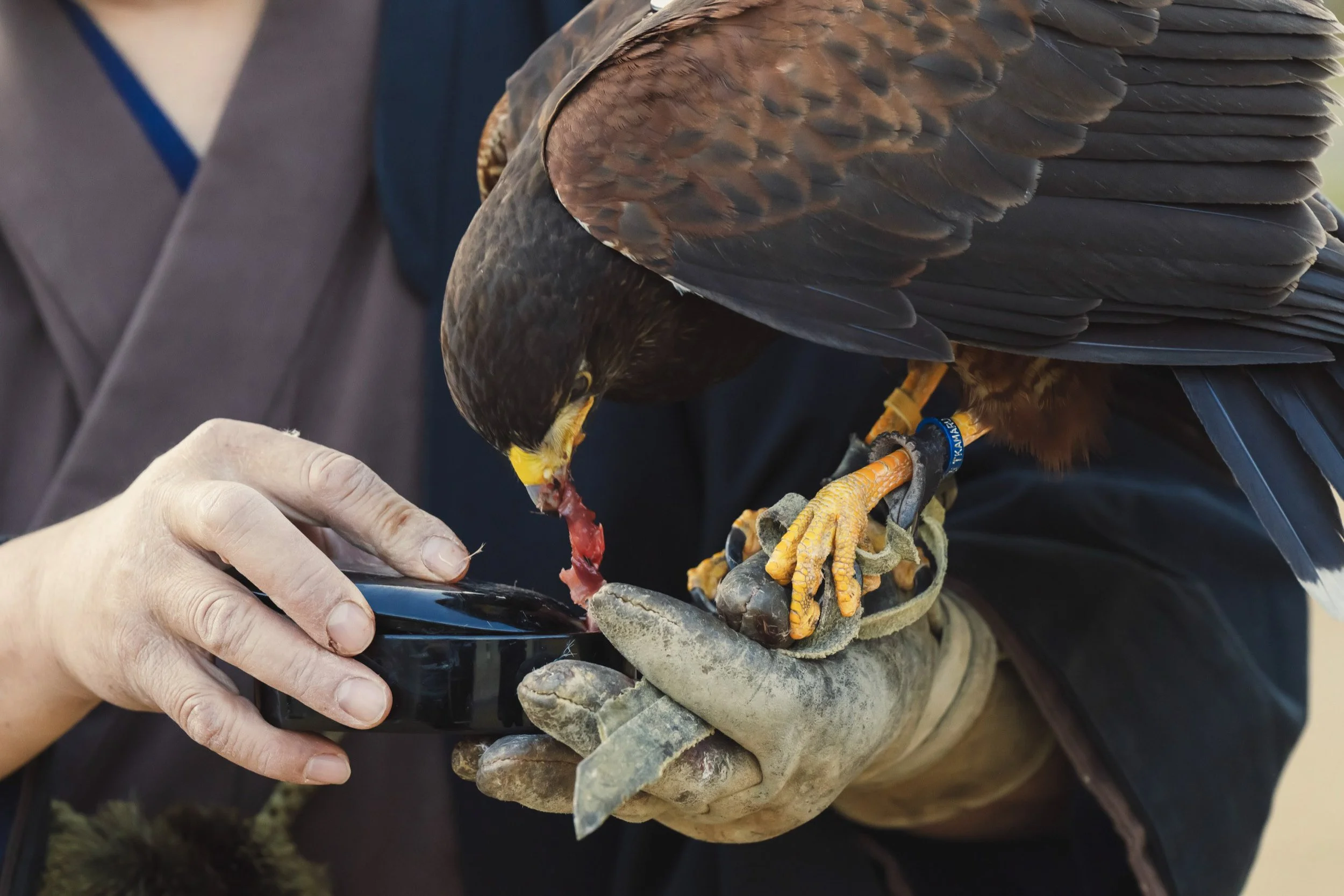 16-KANAZAWA_Falconry_Takamaru_2560px_164.jpg
