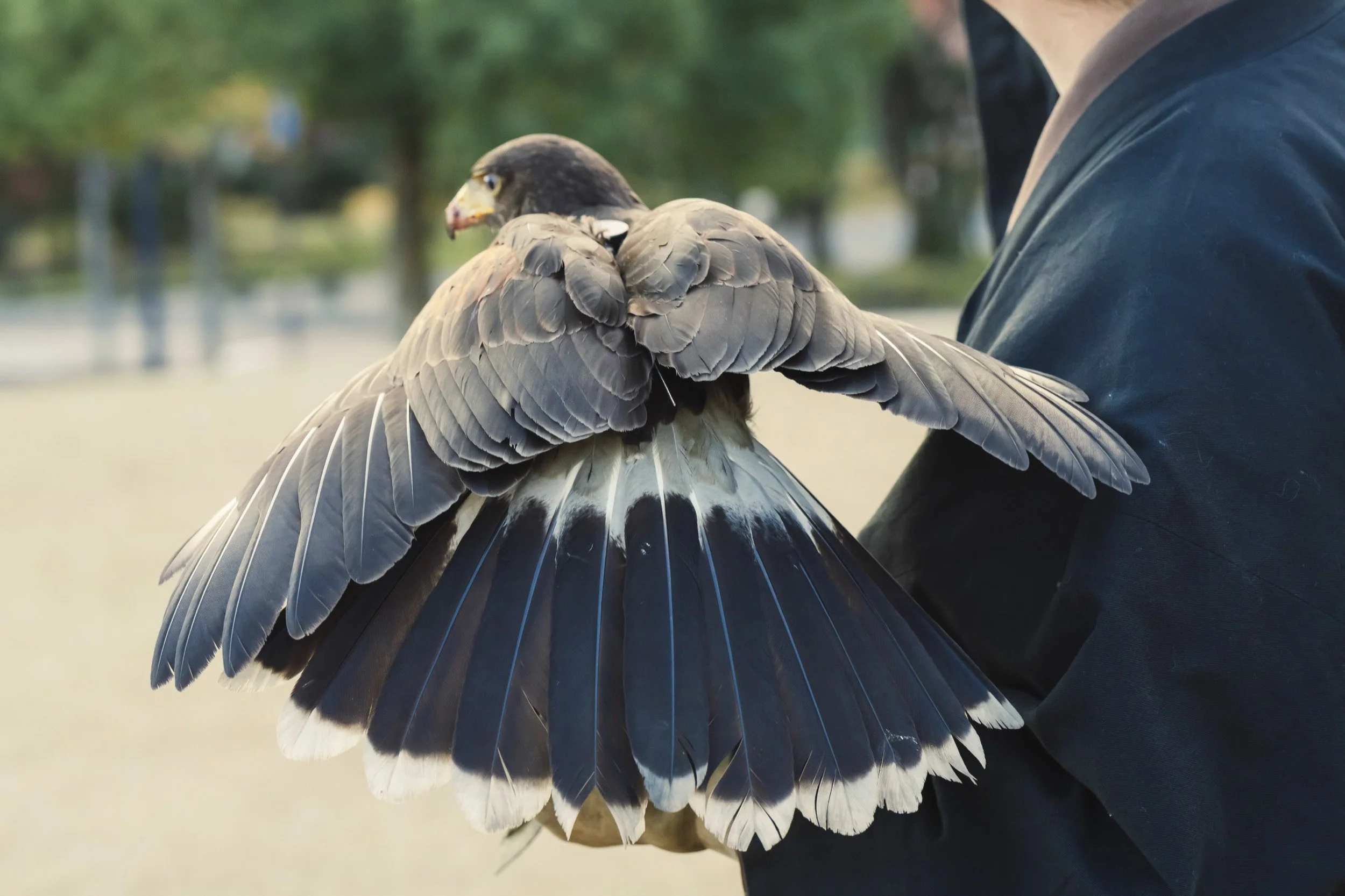 17-KANAZAWA_Falconry_Takamaru_2560px_169.jpg