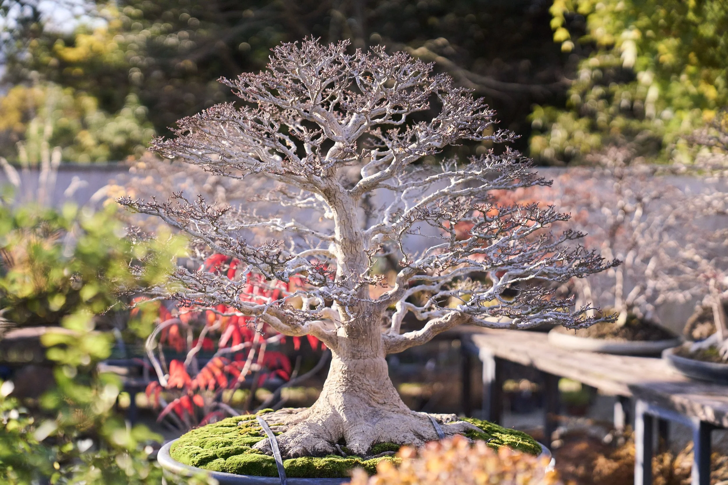 1-FUKUOKA_Bonsai_BonsaiSeihōan_2560px_003.jpg