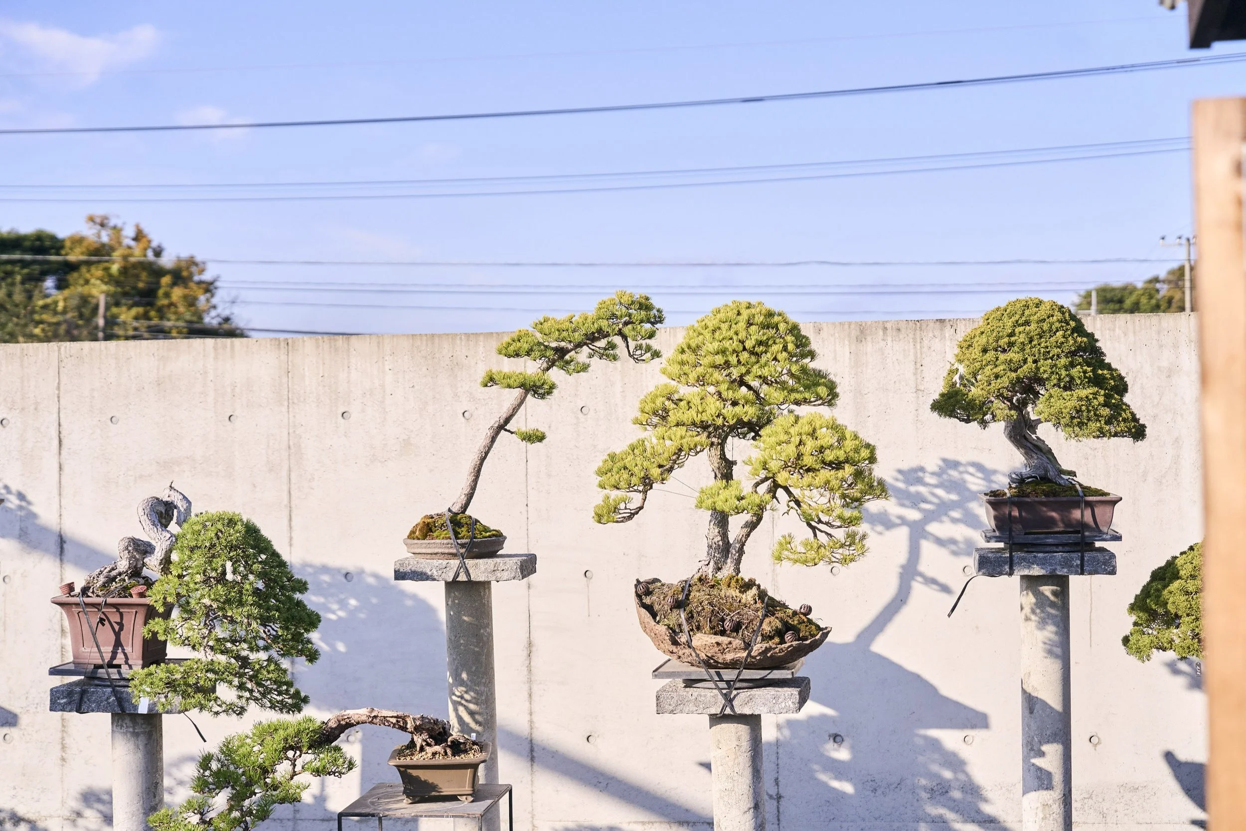 4-FUKUOKA_Bonsai_BonsaiSeihōan_2560px_025.jpg