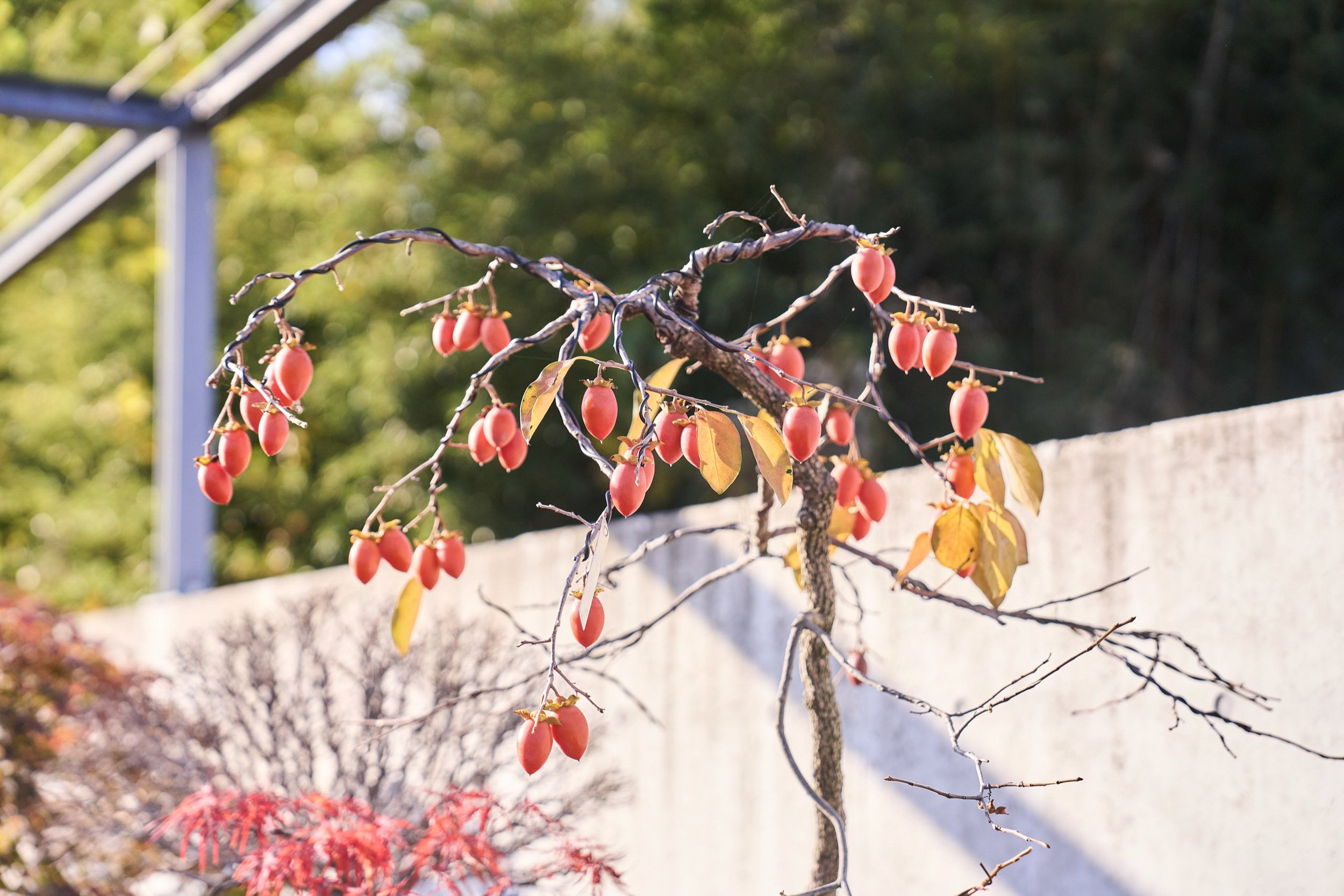 7-FUKUOKA_Bonsai_BonsaiSeihōan_2560px_050.jpg