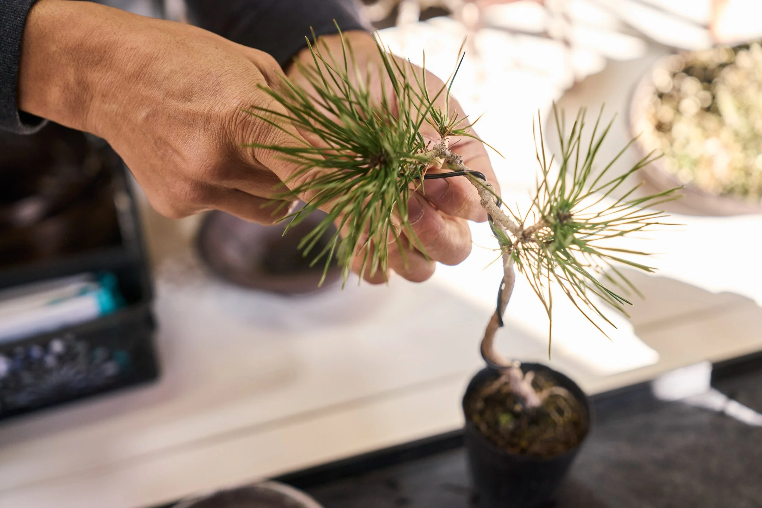 15-FUKUOKA_Bonsai_BonsaiSeihōan_2560px_098.jpg