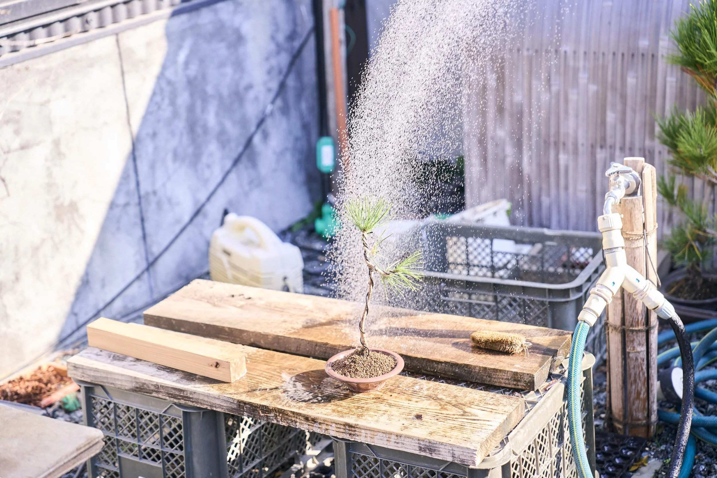 20-FUKUOKA_Bonsai_BonsaiSeihōan_2560px_136.jpg