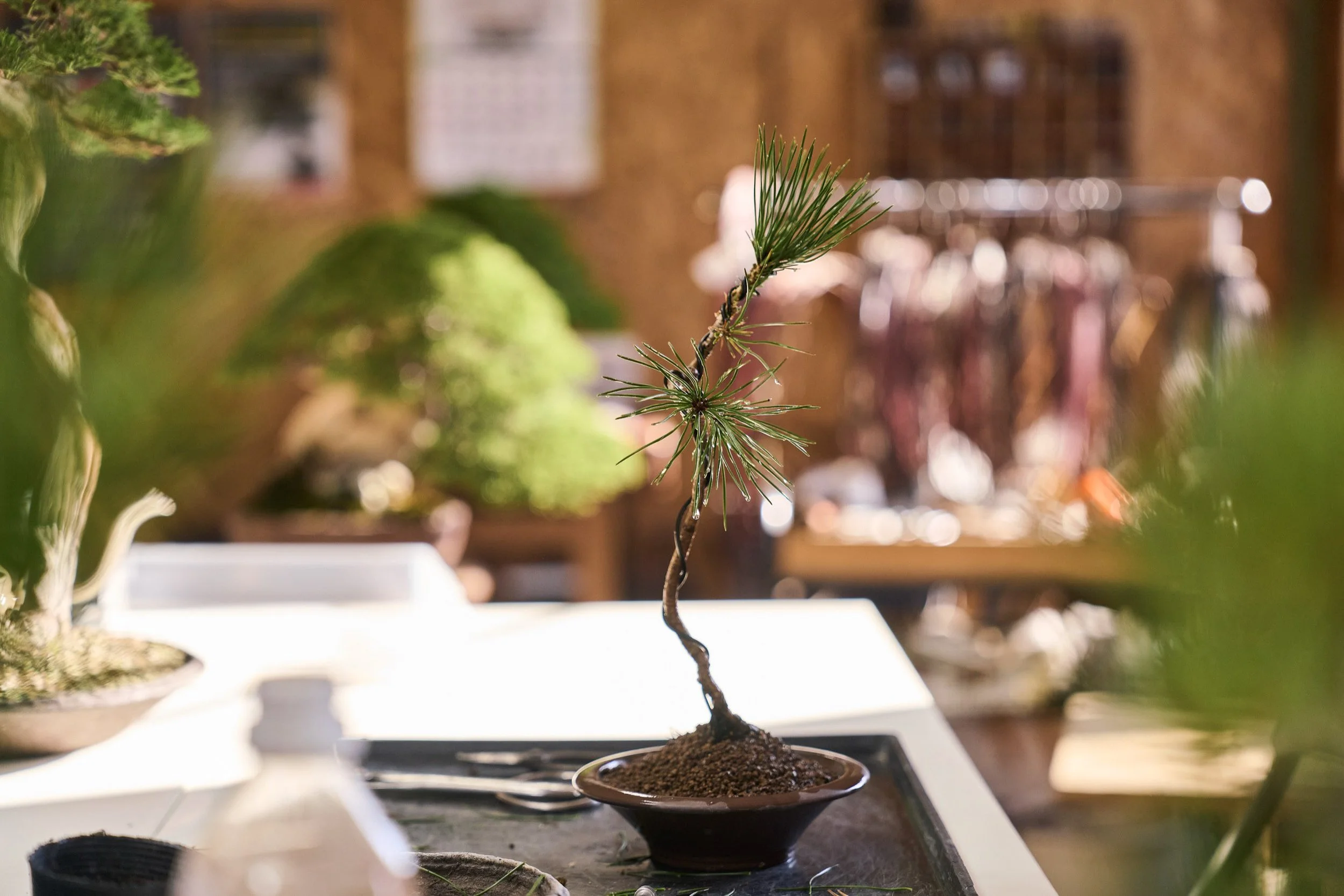 22-FUKUOKA_Bonsai_BonsaiSeihōan_2560px_140.jpg