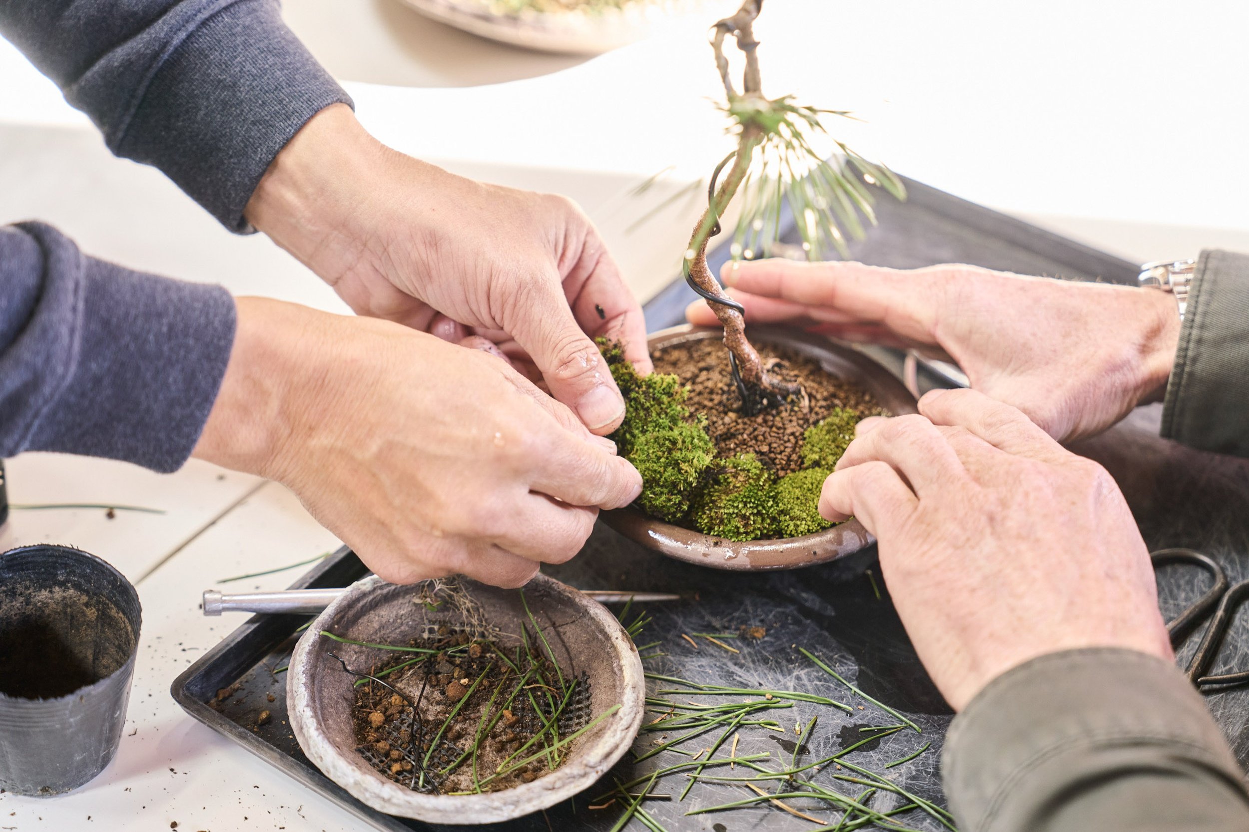 23-FUKUOKA_Bonsai_BonsaiSeihōan_2560px_142.jpg