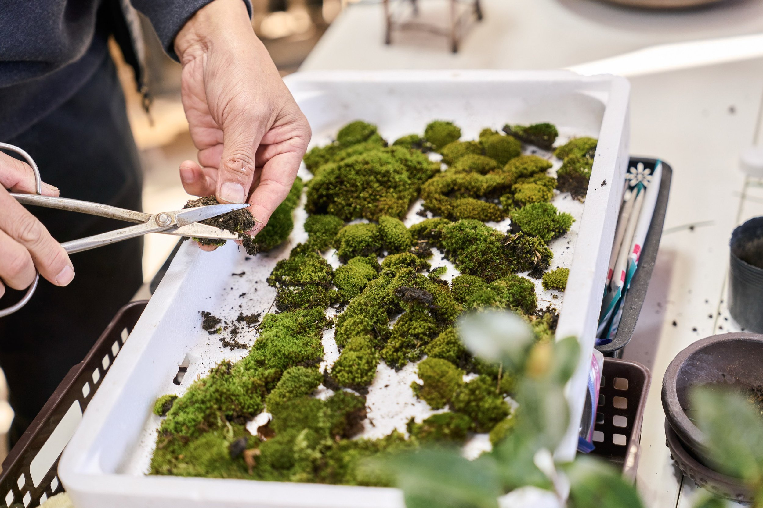 25-FUKUOKA_Bonsai_BonsaiSeihōan_2560px_141.jpg