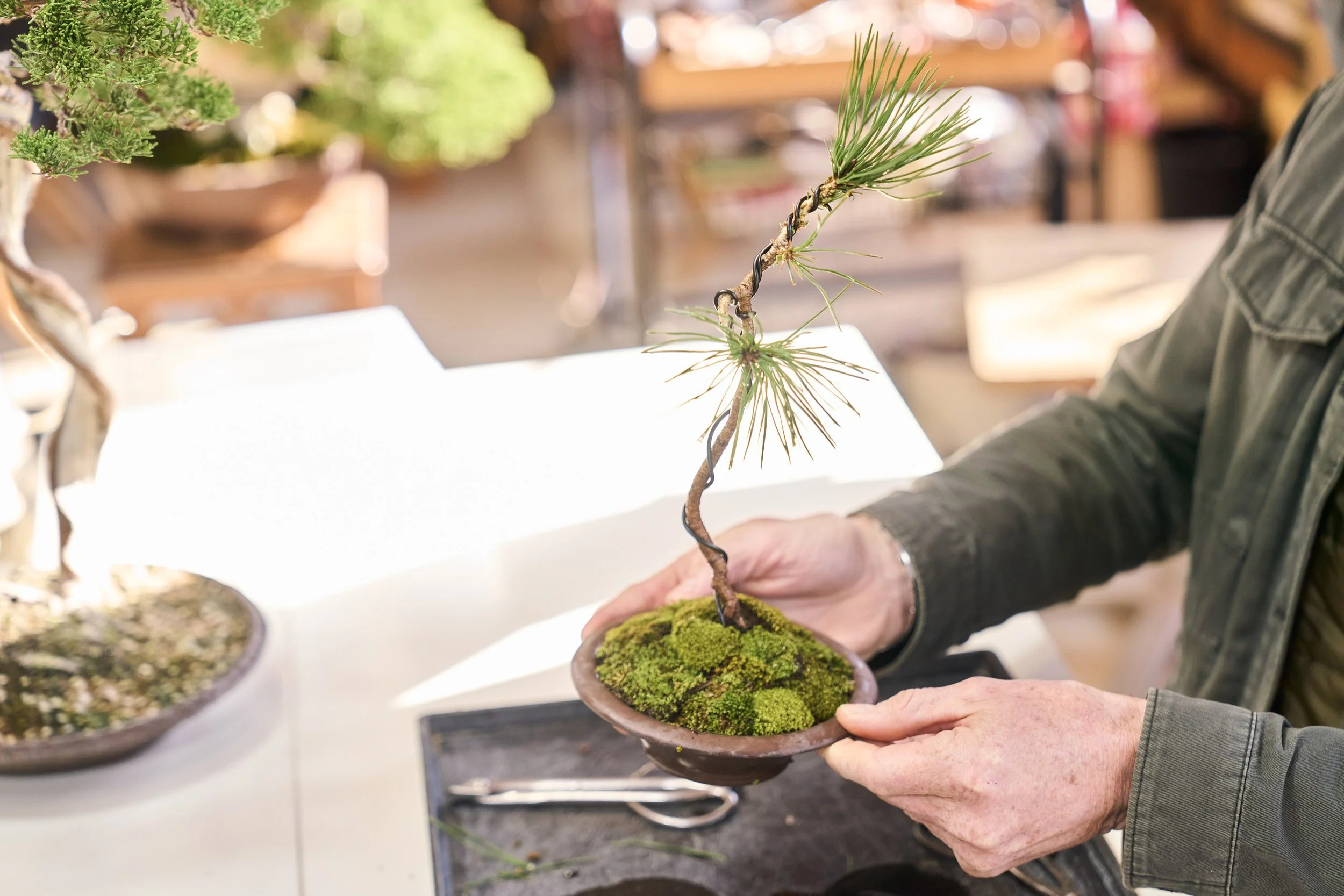 26-FUKUOKA_Bonsai_BonsaiSeihōan_2560px_158.jpg