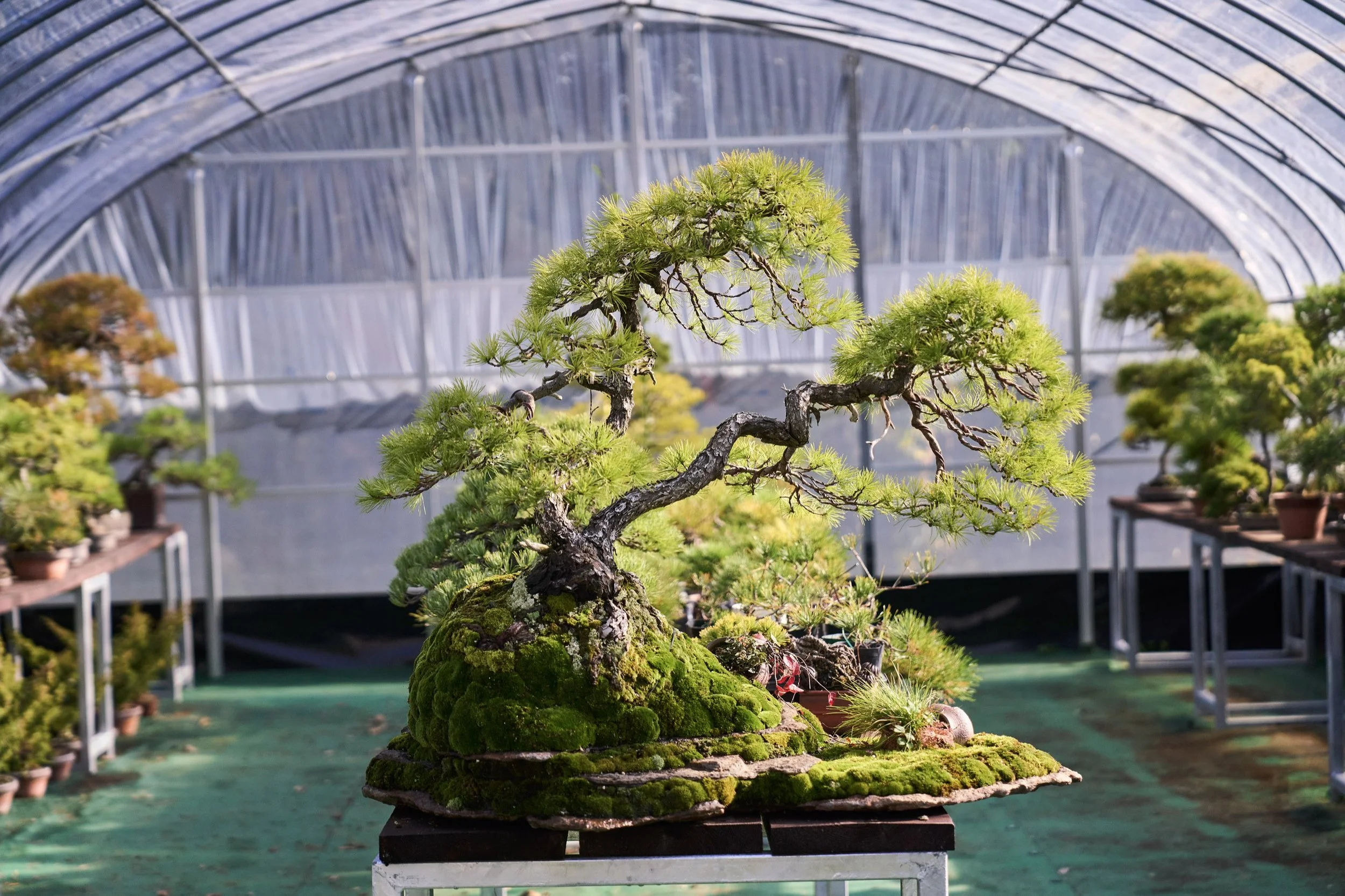 27-FUKUOKA_Bonsai_BonsaiSeihōan_2560px_171.jpg