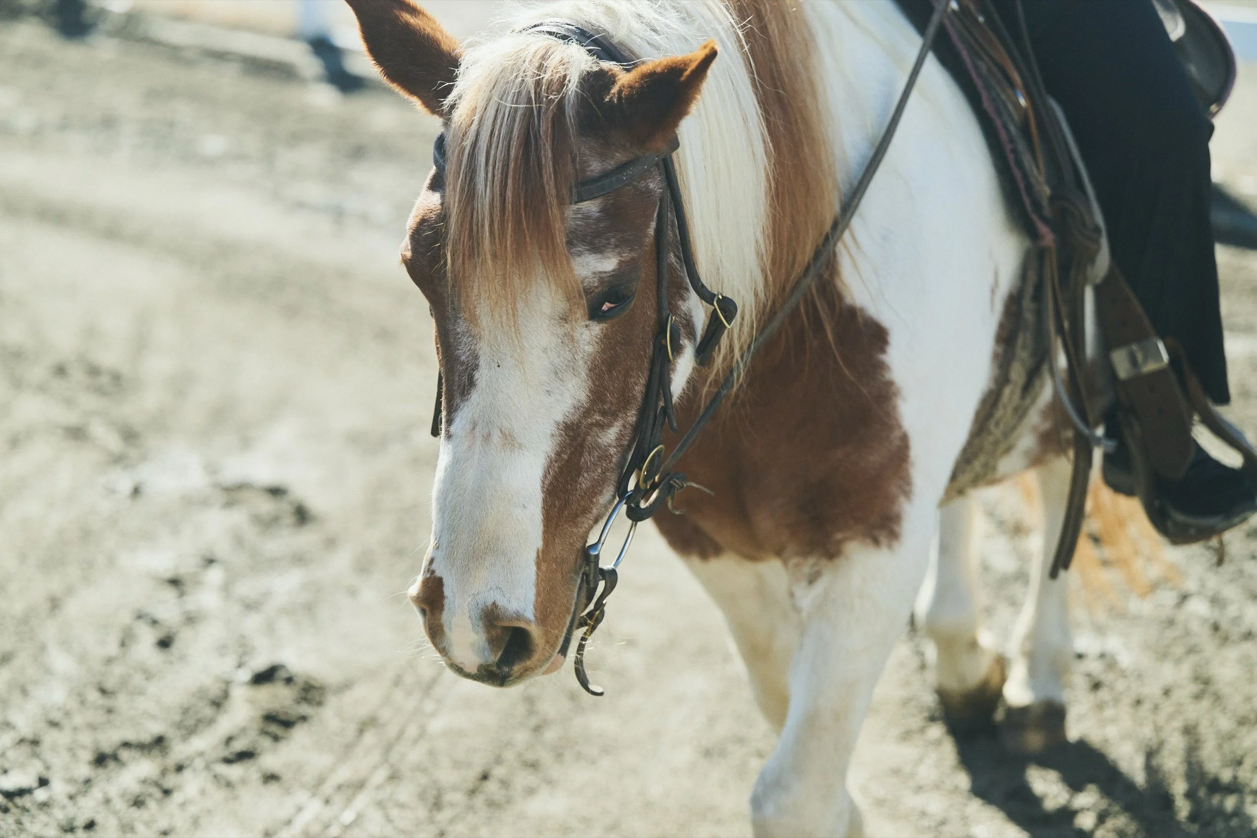 14-JP-19-ADVE-01_HorsebackRiding_Paddyfield_2560px_074.jpg
