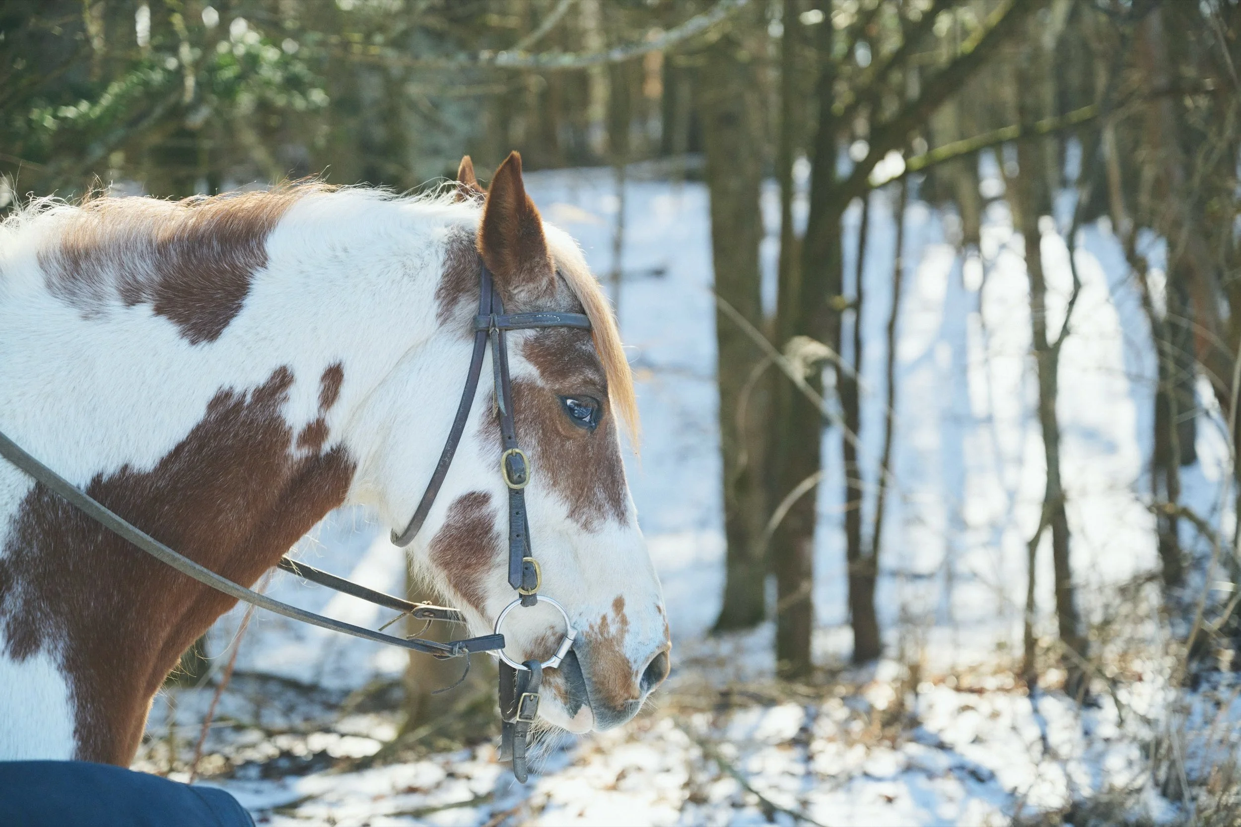 20-JP-19-ADVE-01_HorsebackRiding_Paddyfield_2560px_112.jpg