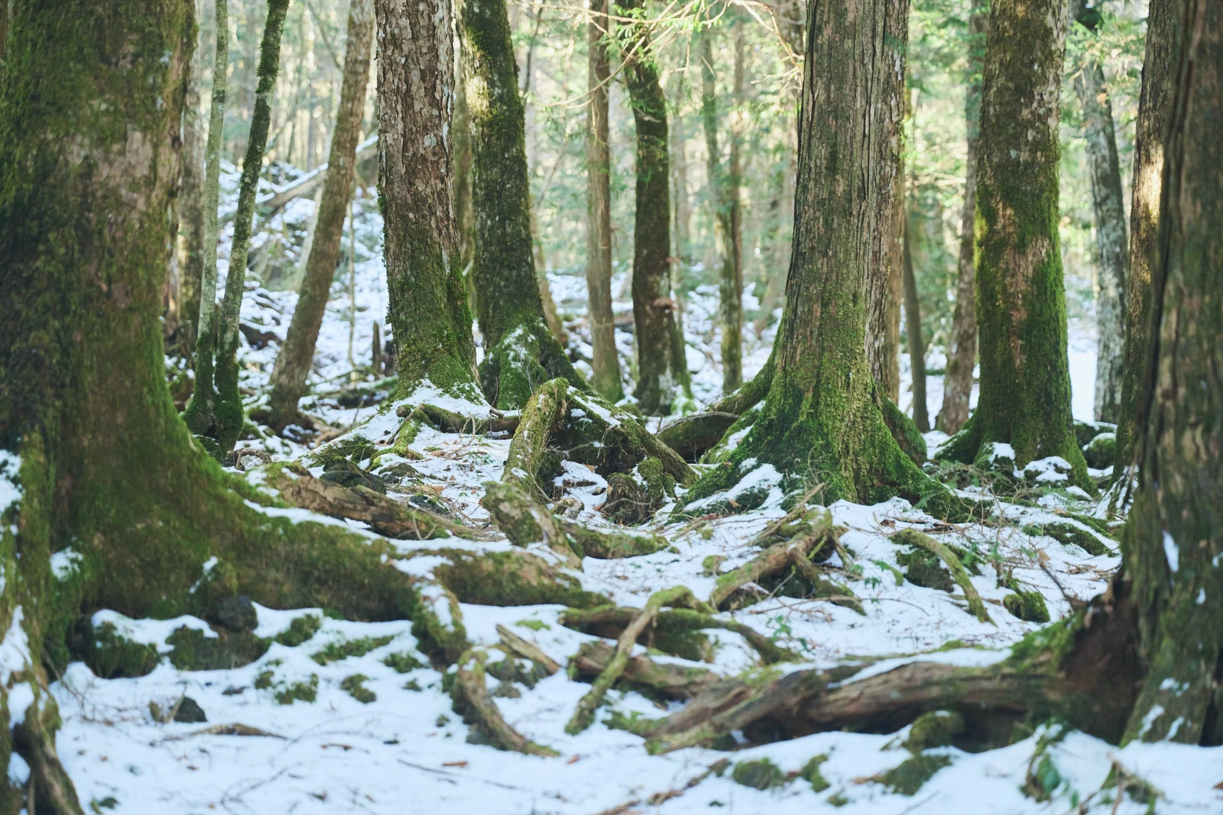 3-JP-19-HIKE-01_AokigaharaForestTour_FujiHat_2560px_024.jpg
