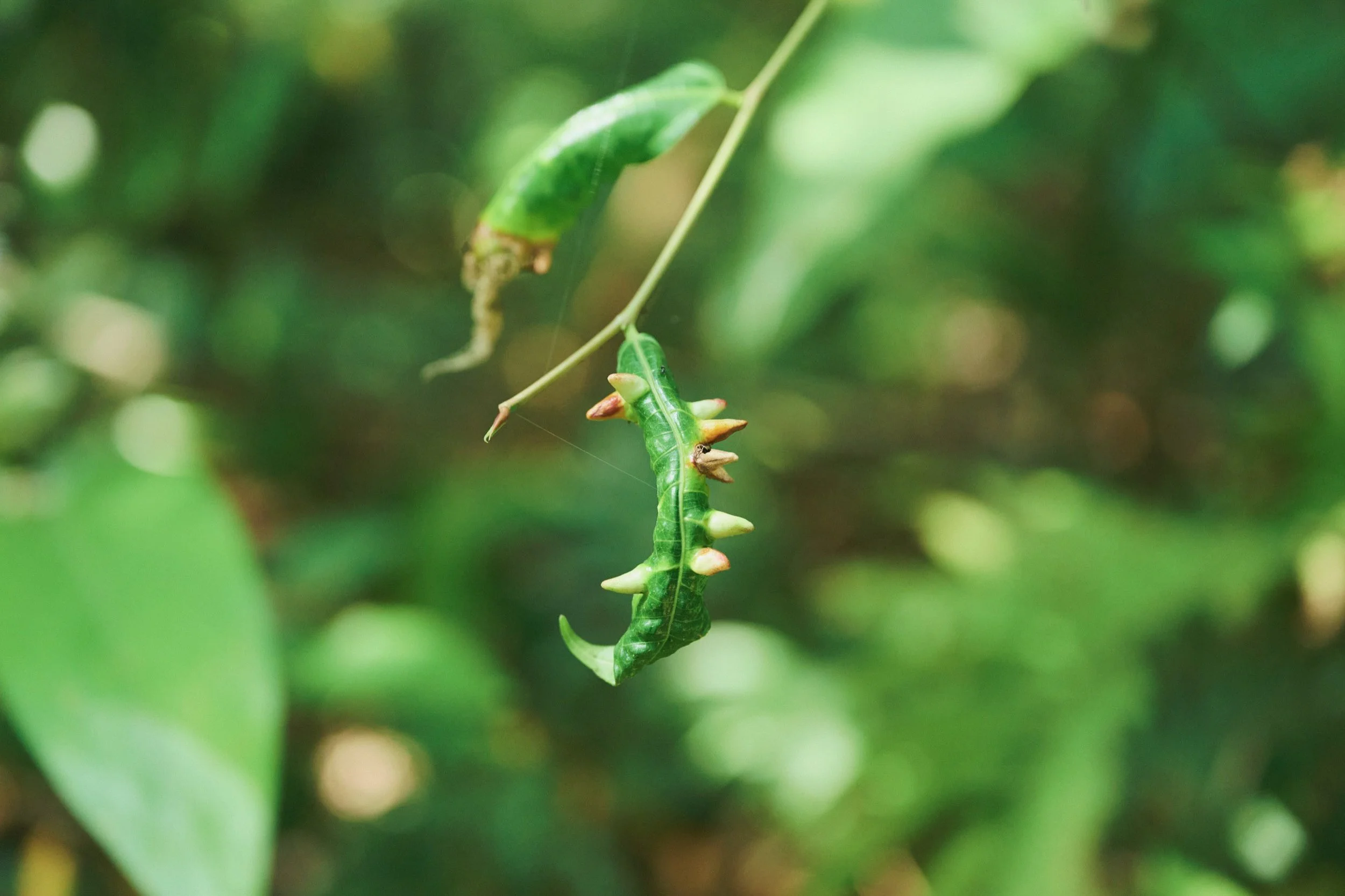 3-JP-47-ADVE-02_OKINAWA_YanbaruGuidedNatureTrek_2560px_243.jpg